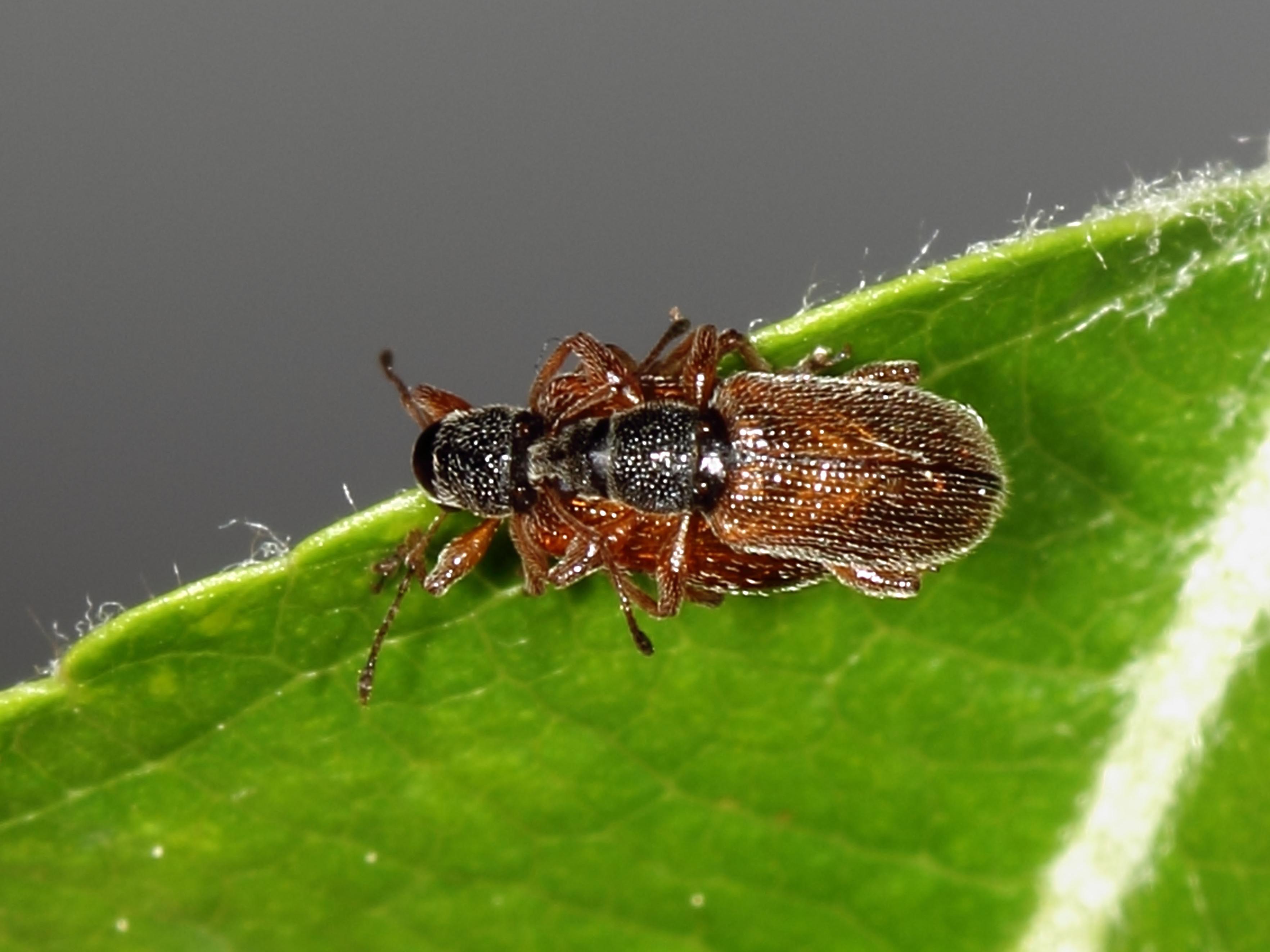 Charançon radicicole européen (Phyllobius oblongus)_3