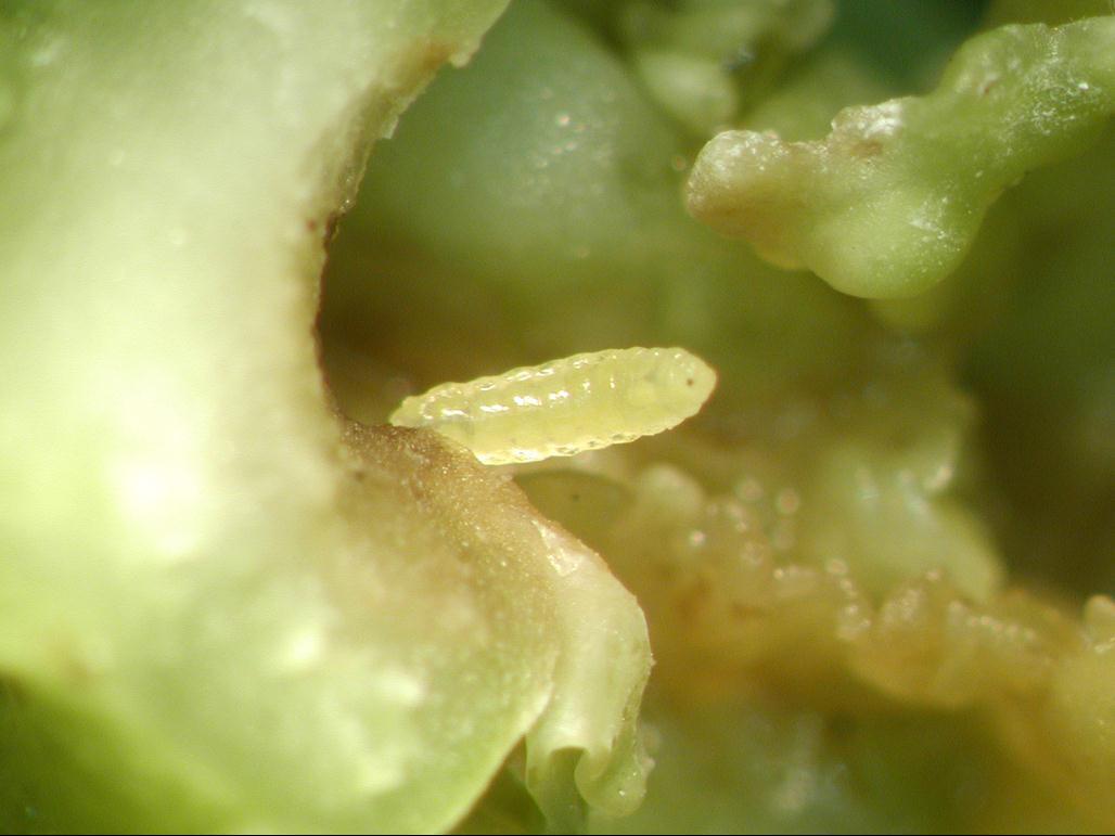 Cécidomyie du chou-fleur (Contarinia nasturtii)_3