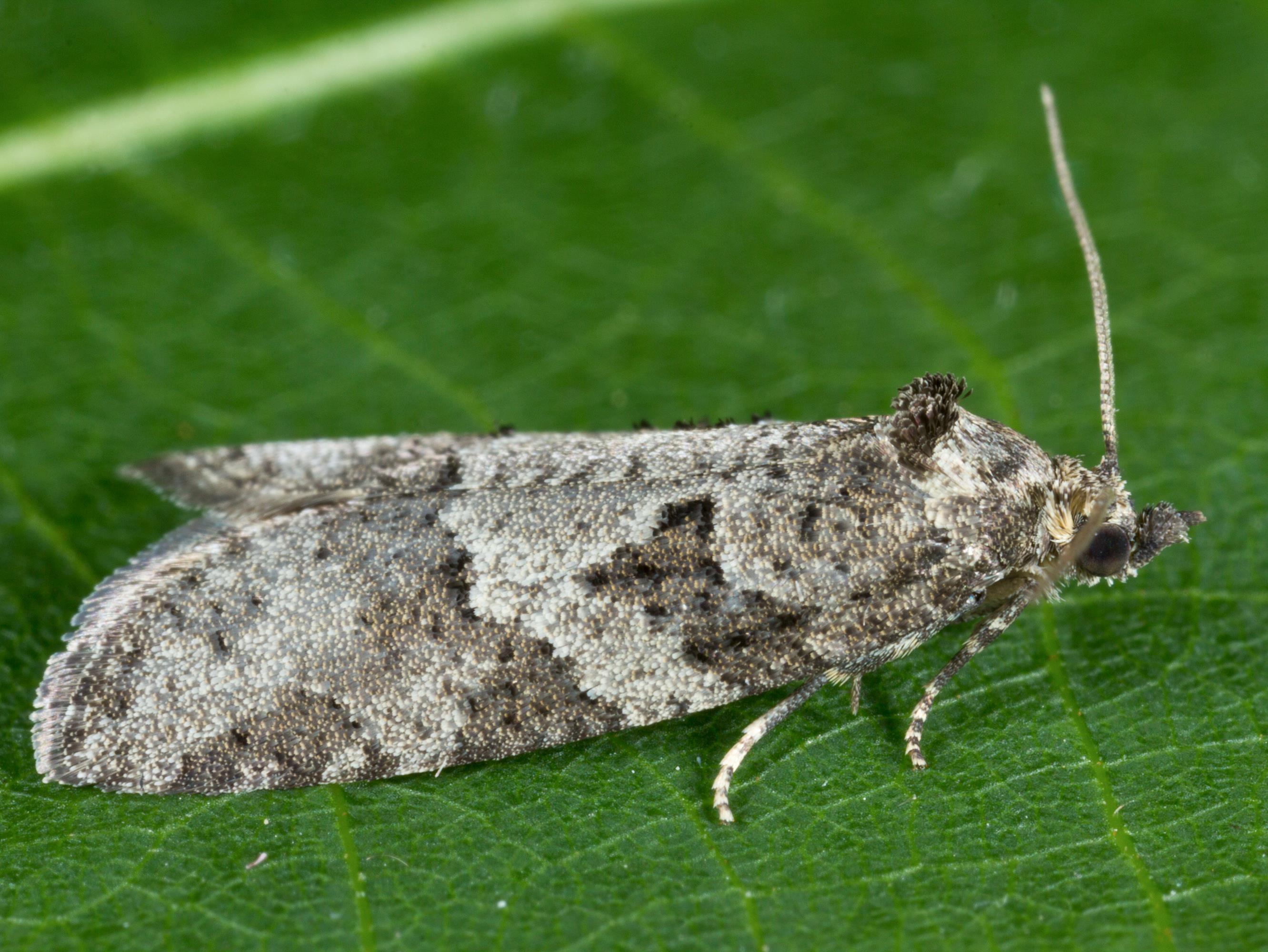 Cnephasia stephensiana_1