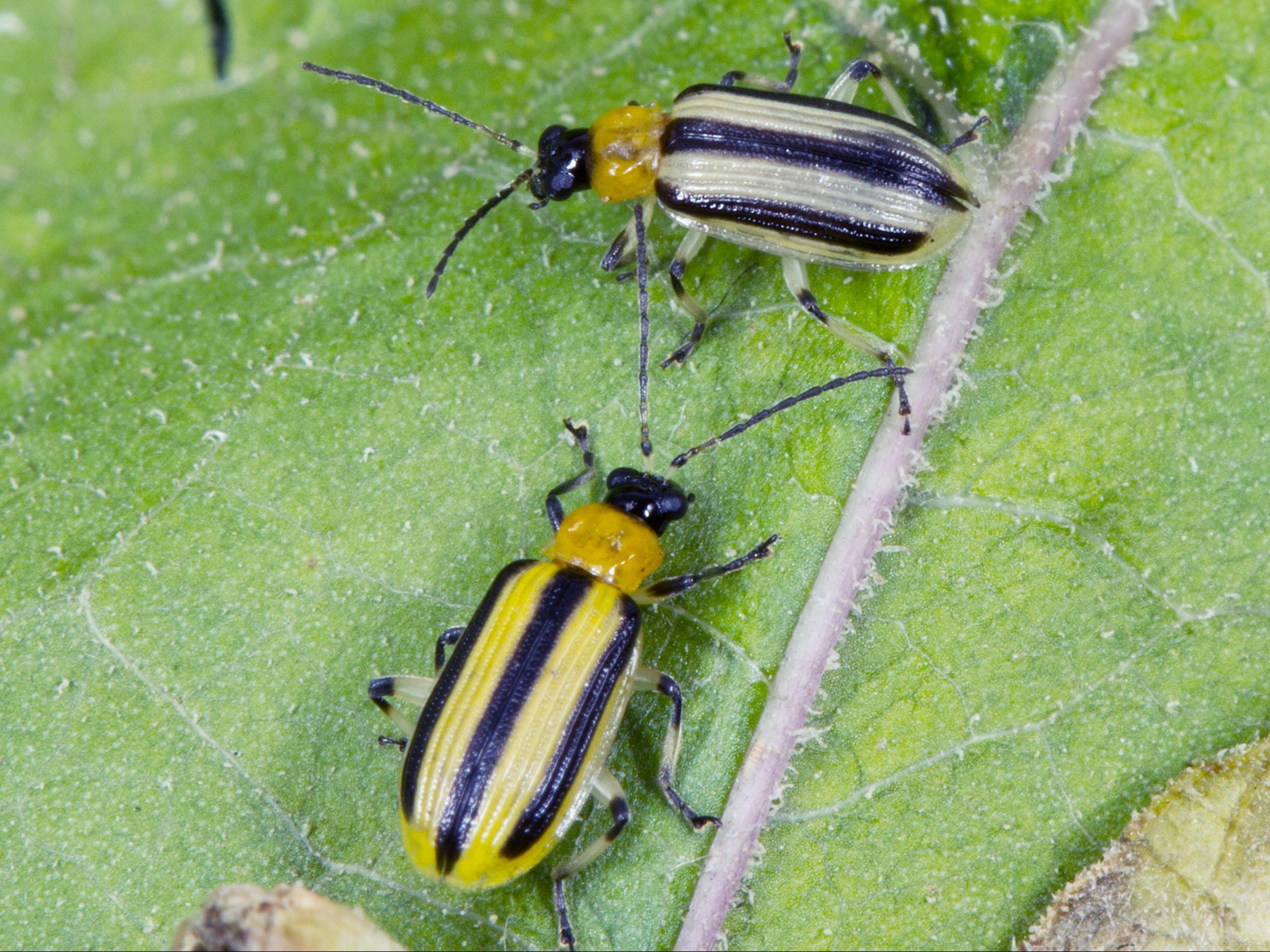 Chrysomèle rayée du concombre (Acalymma vittatum)_3