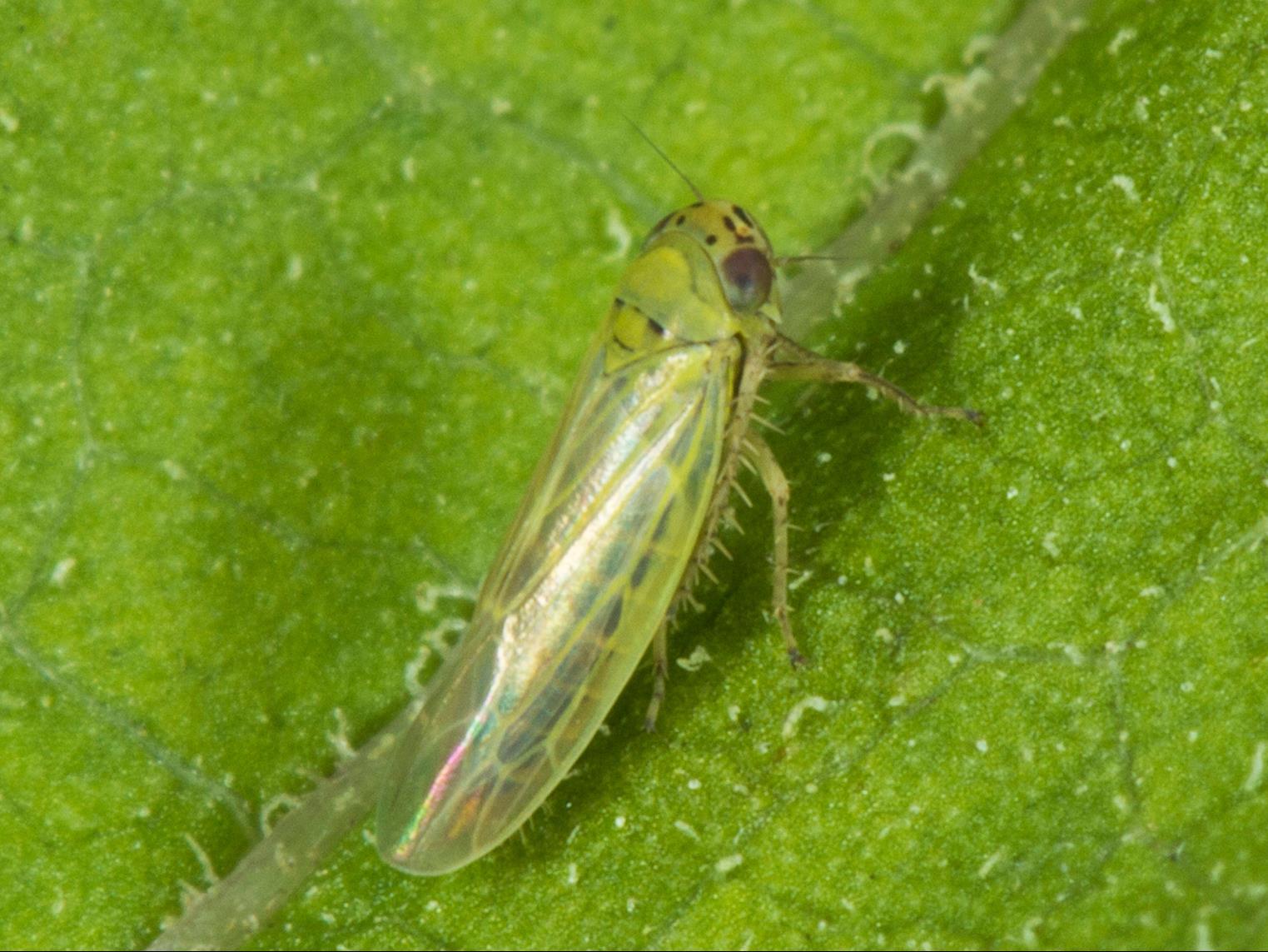 Cicadelle de l'aster (Macrosteles quadrilineatus)_2