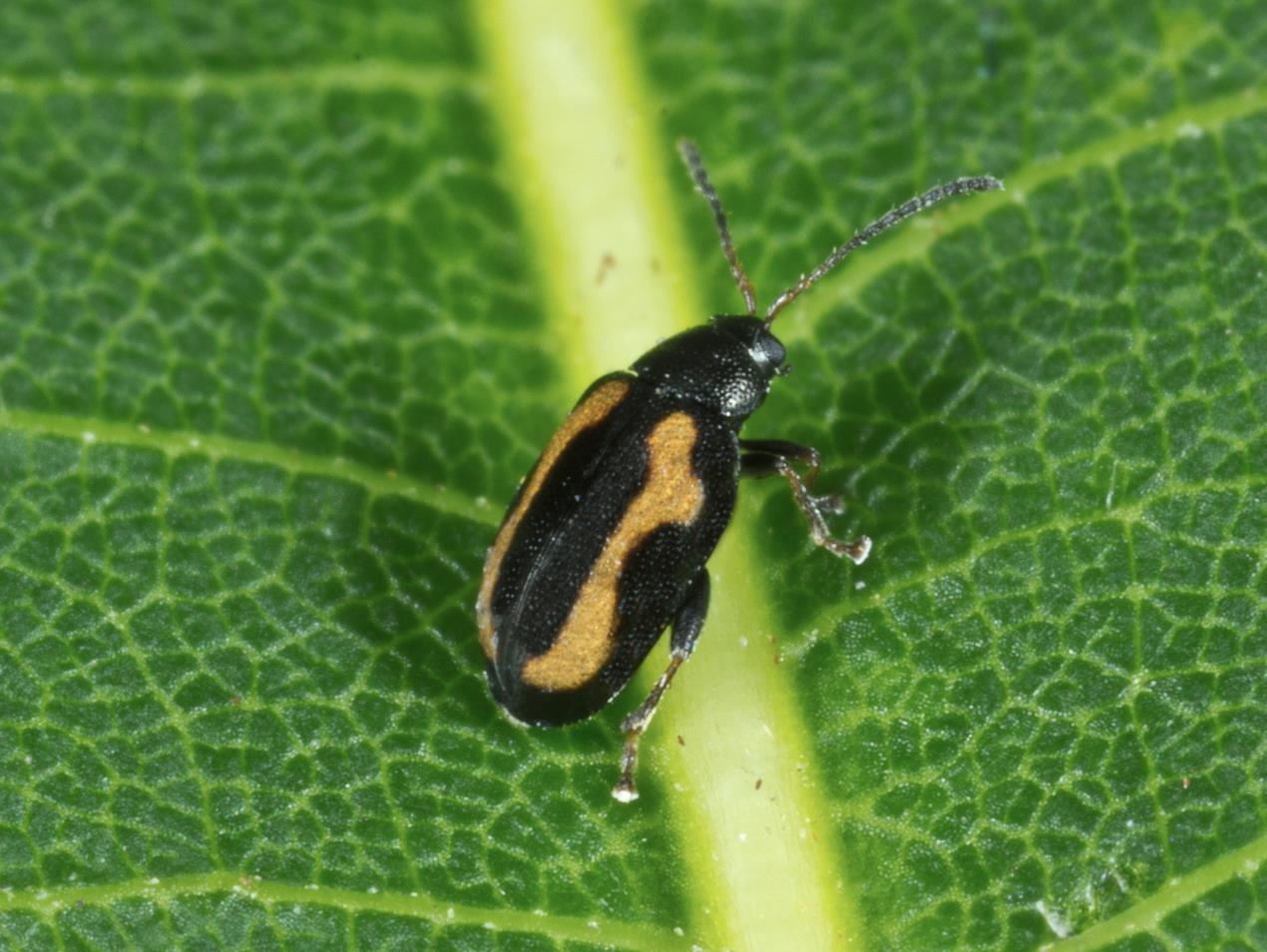 Altise navets (Phyllotreta striolata)_2