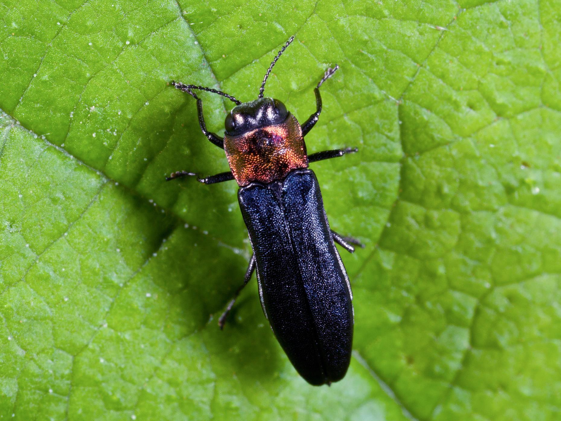 Agrile du framboisier (Agrilus ruficollis)