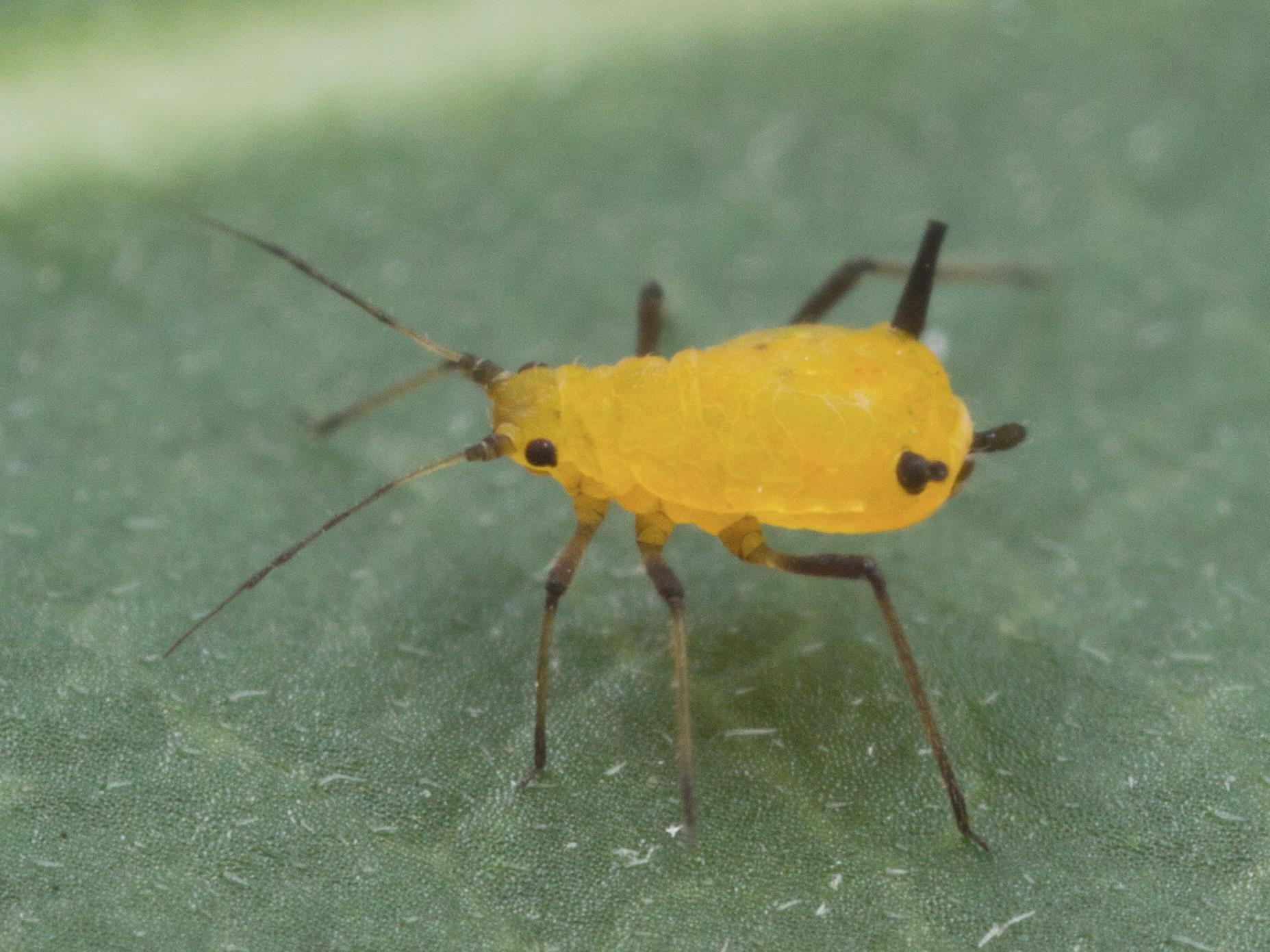 Aphis nerii_1