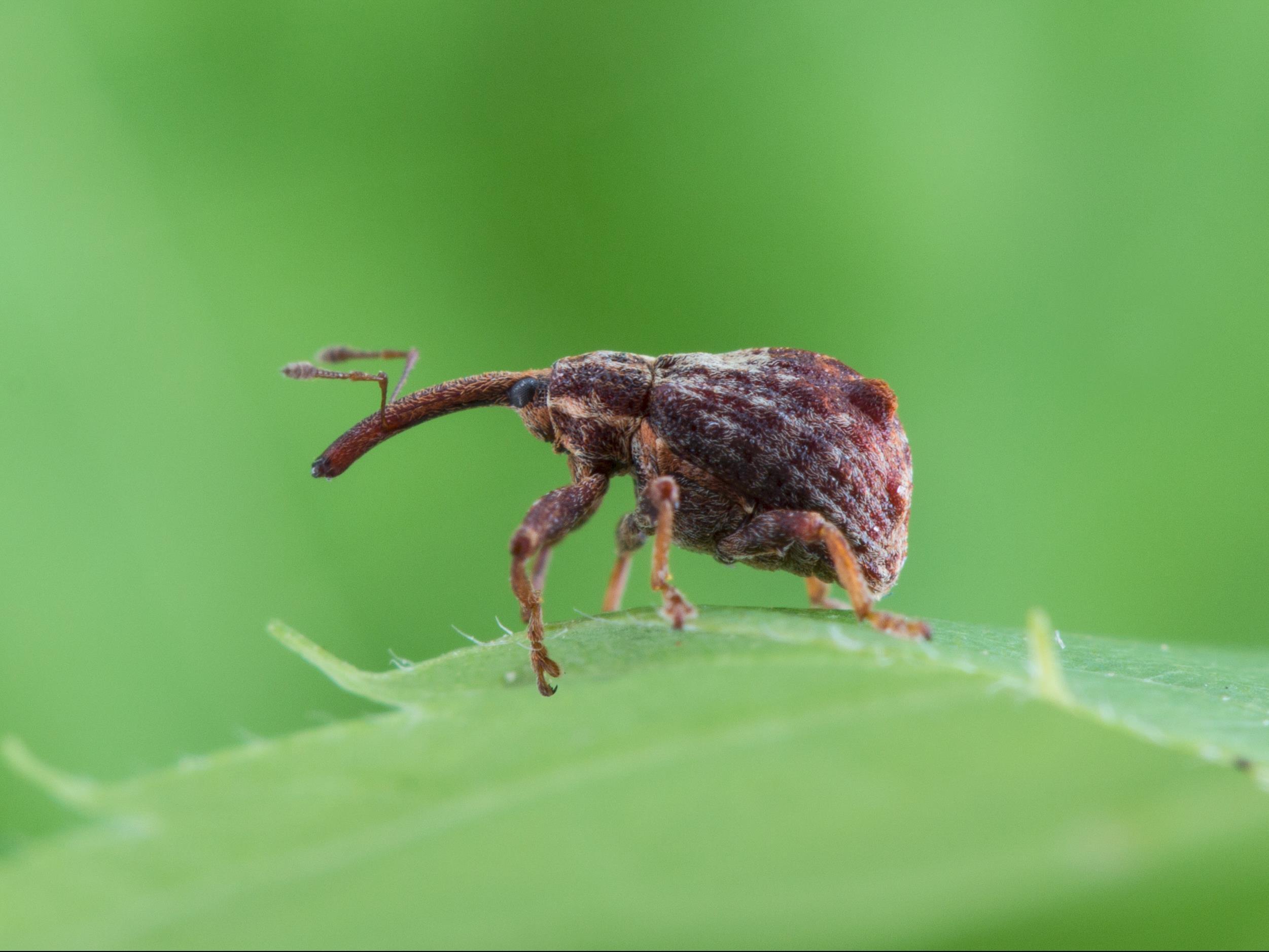 Charançon de la pomme (Anthonomus quadrigibbus)_2