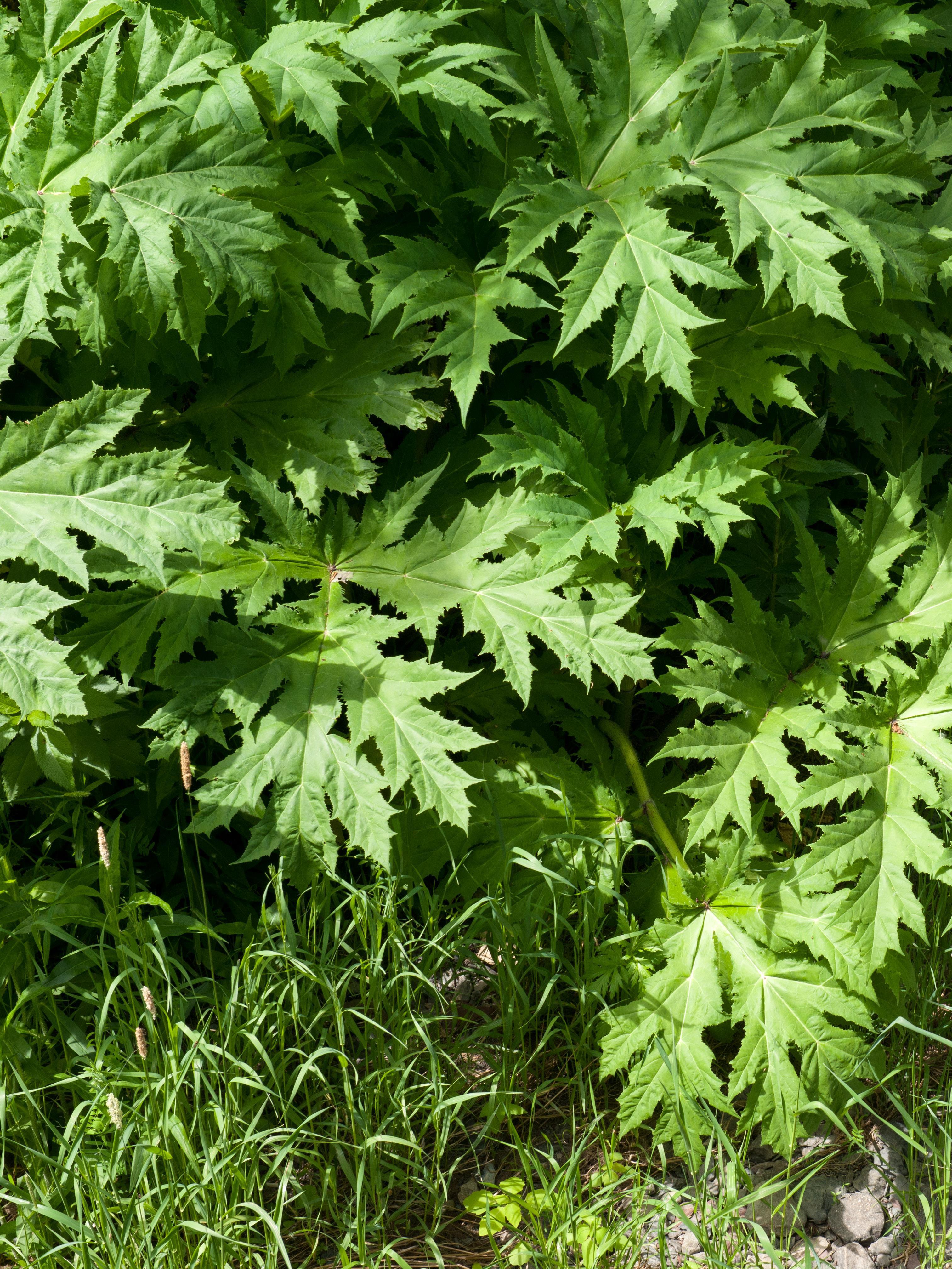 Berce Caucase(Heracleum mantegazzianum)_2