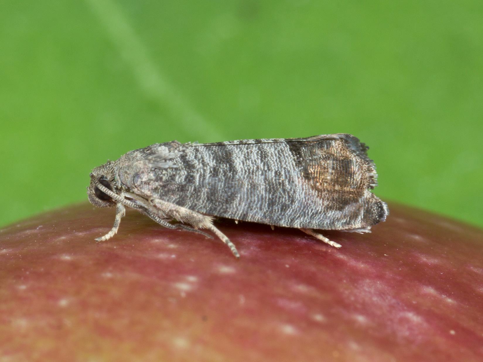 Carpocapse de la pomme (Cydia pomonella)_6