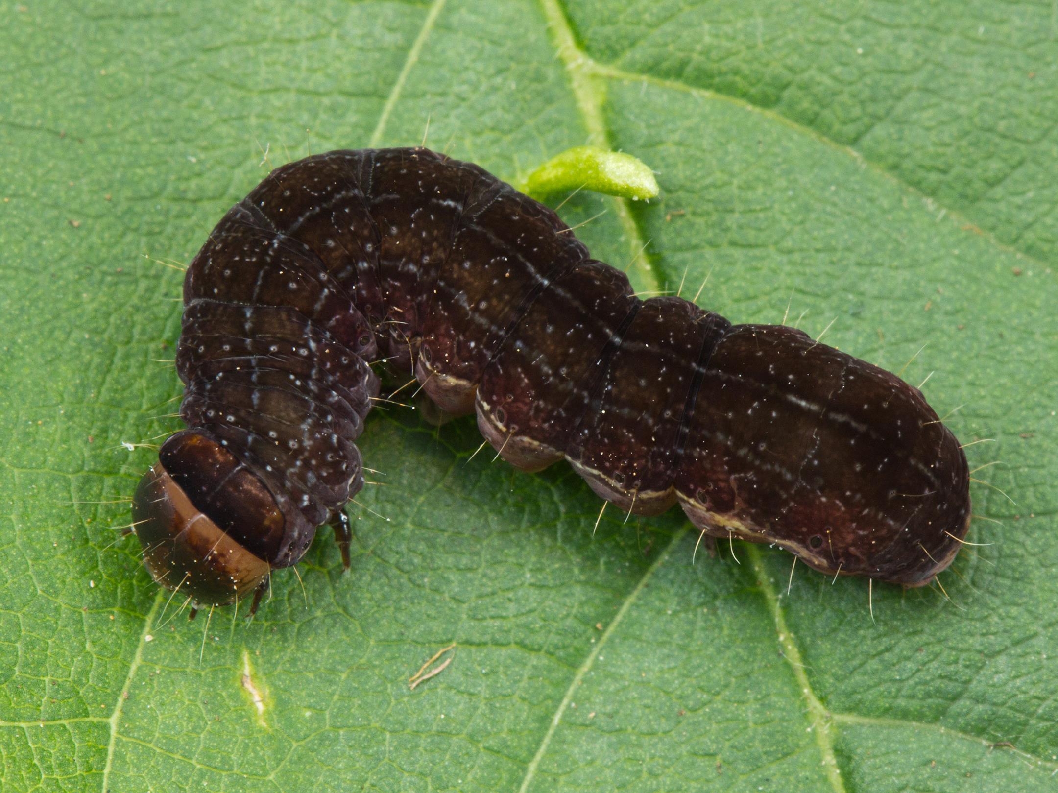 Chenille veloutée (Eupsilia tristigmata)_4