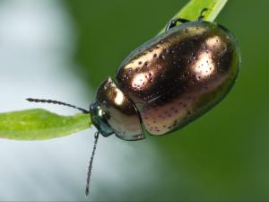 Chrysolina hyperici_1