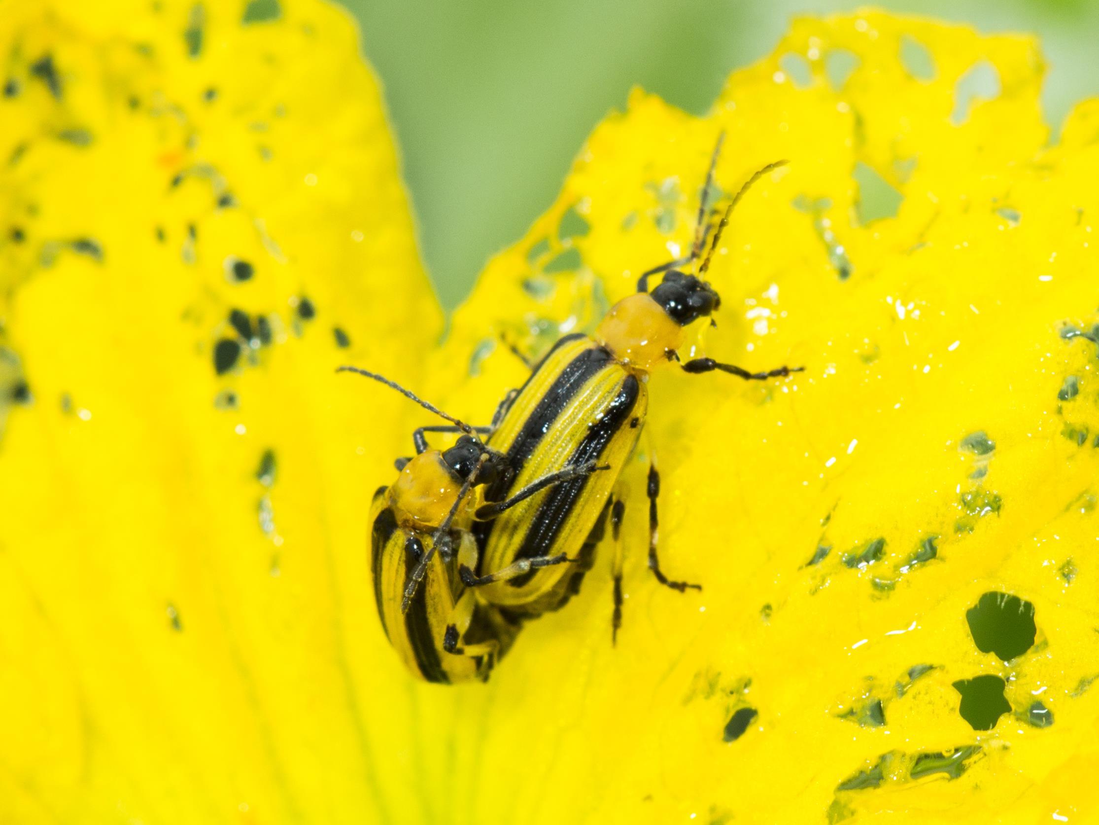 Chrysomèle rayée du concombre (Acalymma vittatum)_4