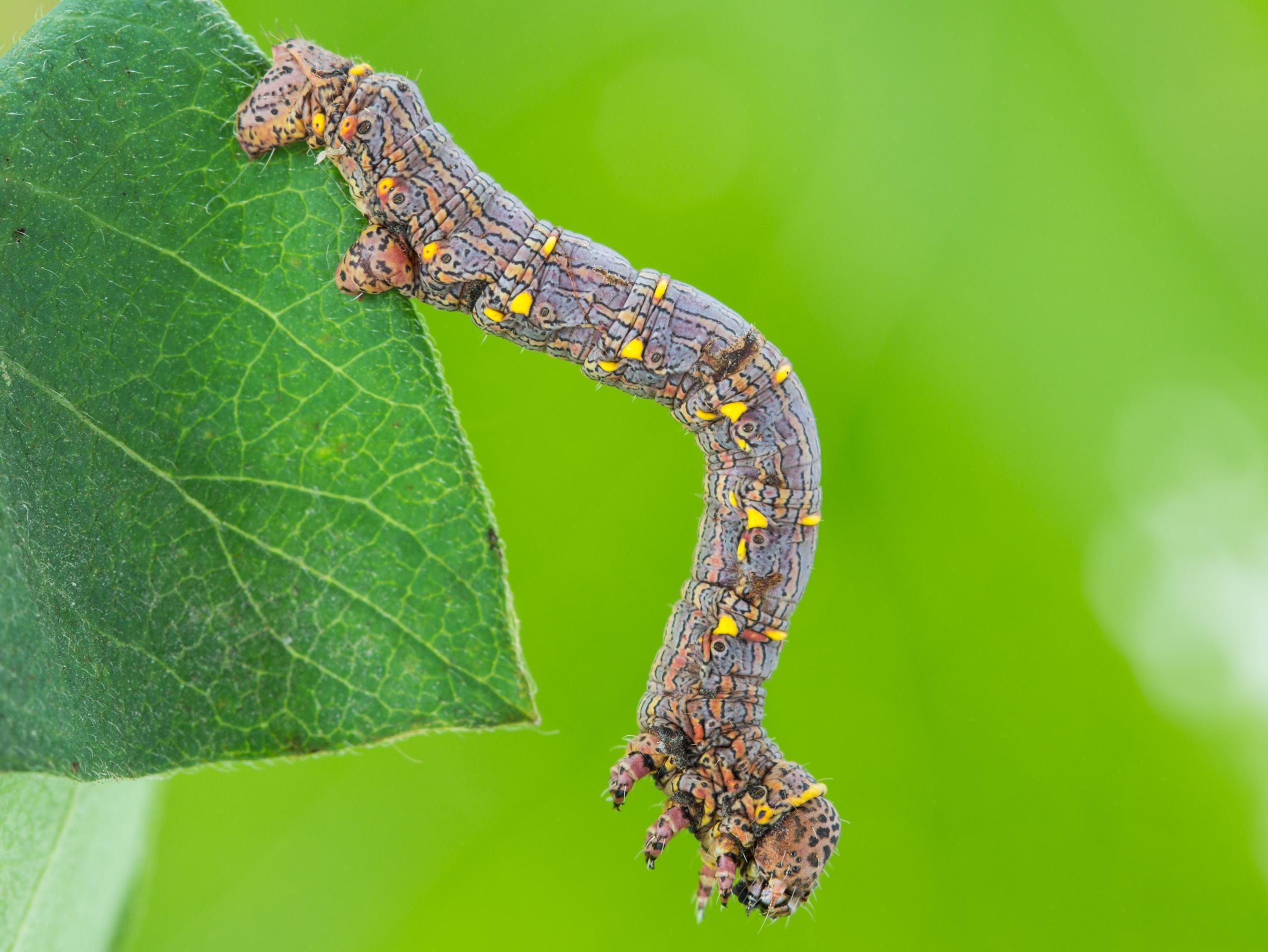 Arpenteuse piquée jaune (Lycia ursaria)_3