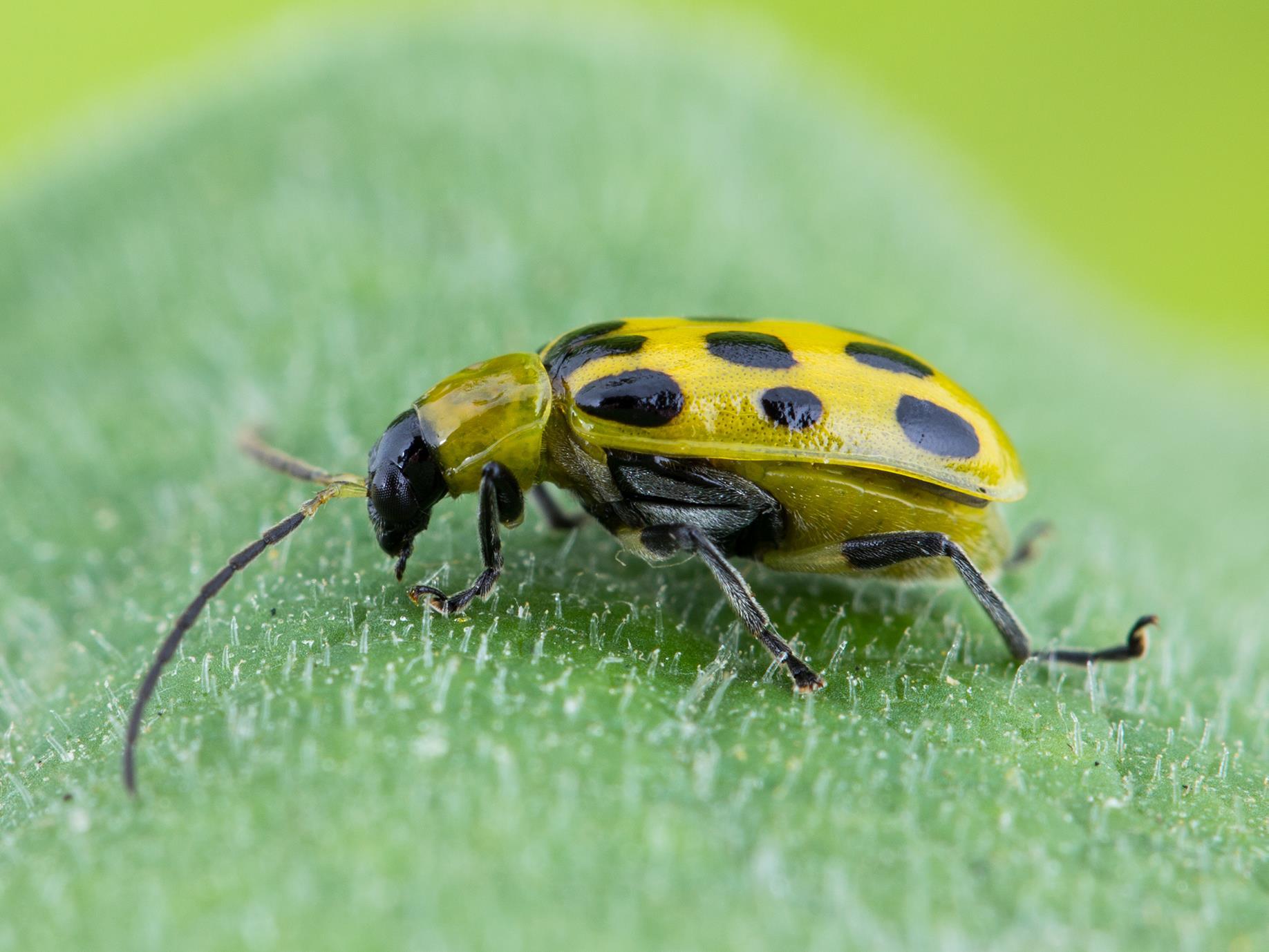 Chrysomèle maculée du concombre (Diabrotica undecimpunctata howardi)_4