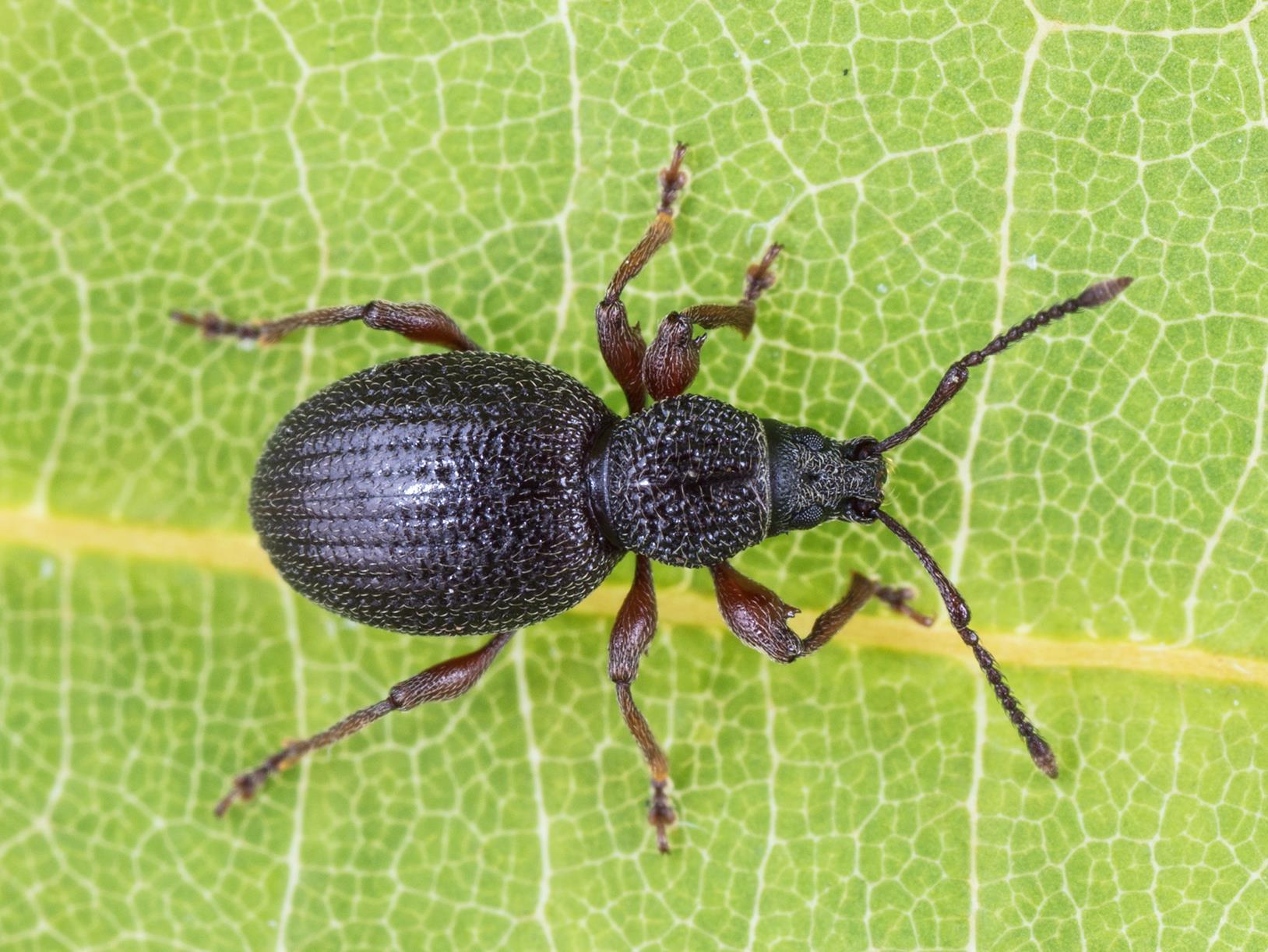 Charançon de la racine du fraisier (Otiorhynchus ovatus)_3