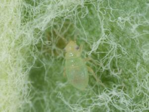 Punaise de la molène (Campylomma verbasci)_5