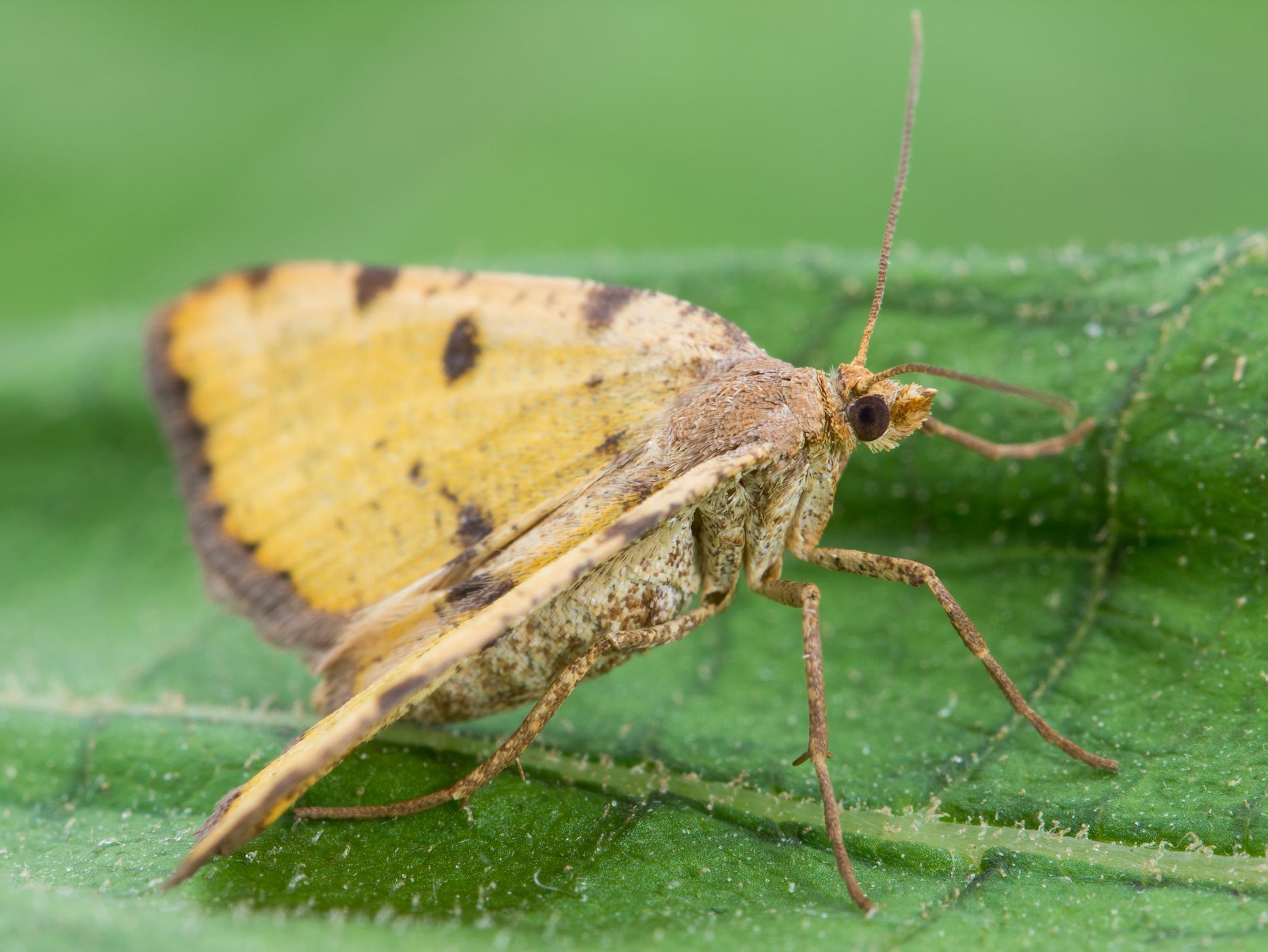 Arpenteuse verte (Speranza sulphurea)_7