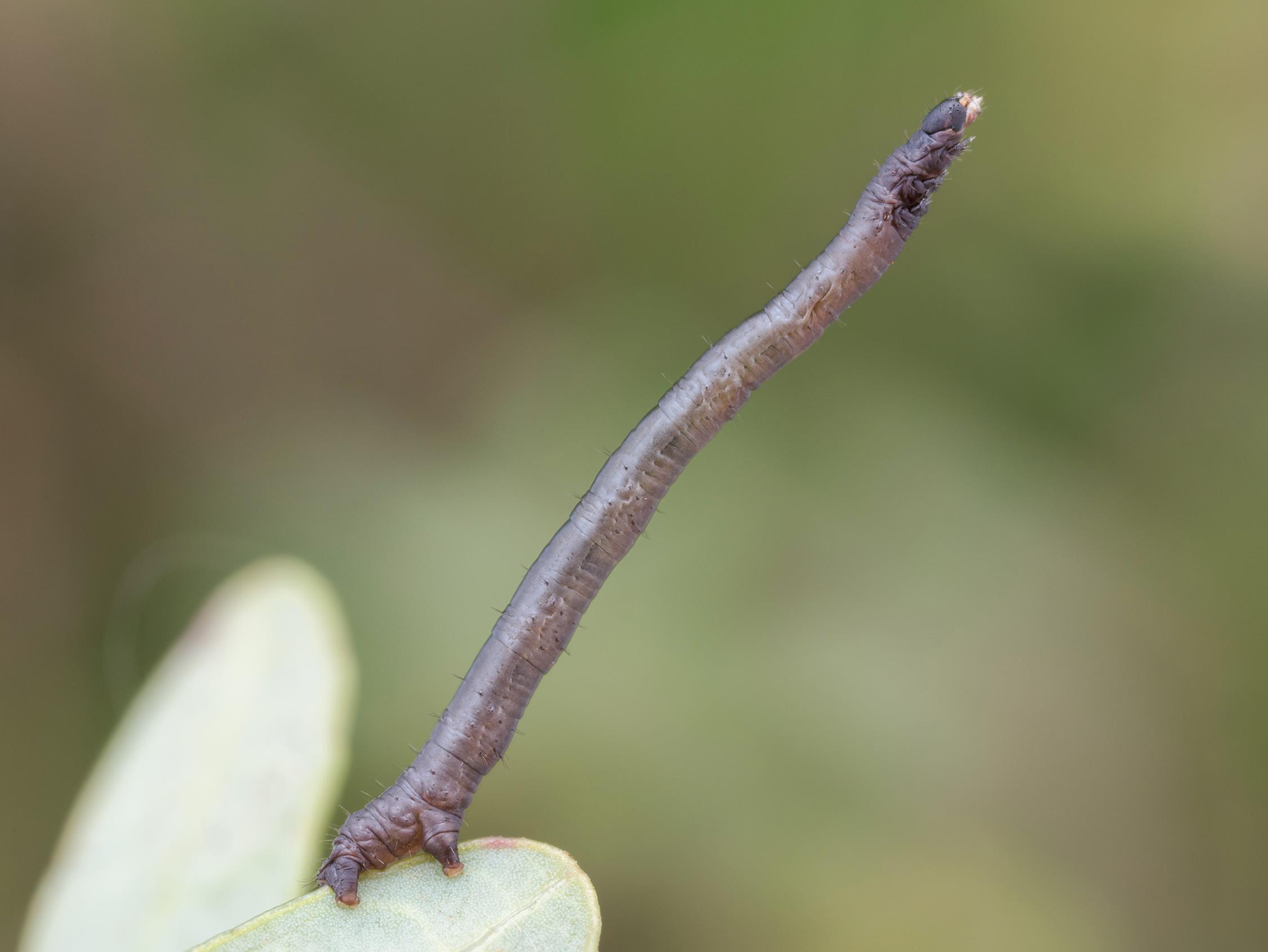 Arpenteuse bituberculée (Eutrapela clemataria)_3