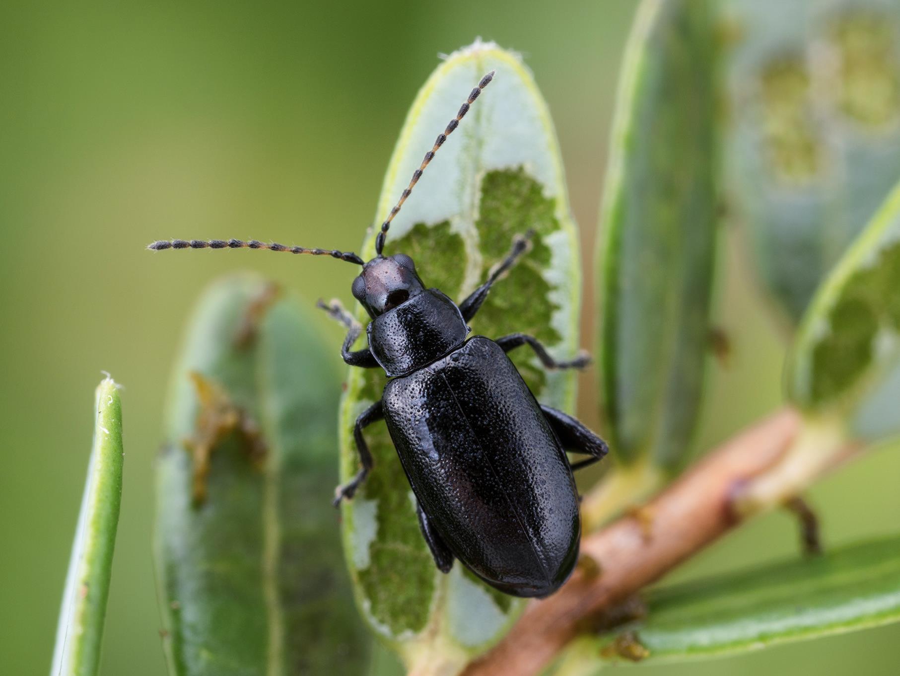 Altise tête rouge (Systena frontalis)_5