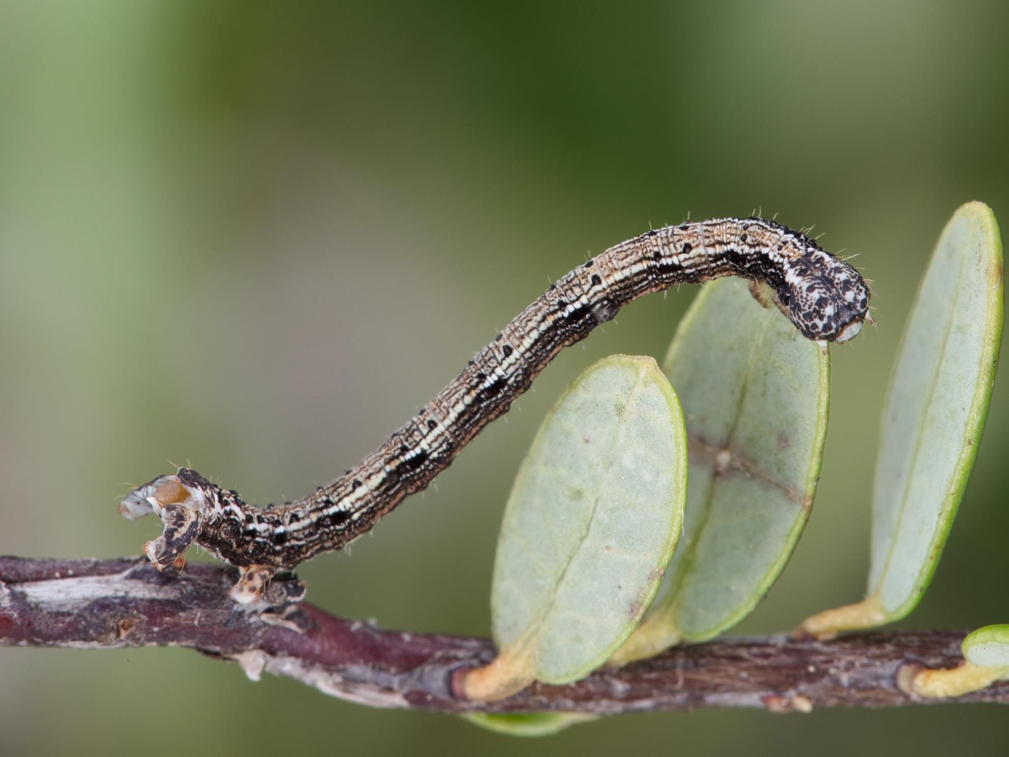 Arpenteuse pruche (Lambdina fiscellaria fiscellaria)_3