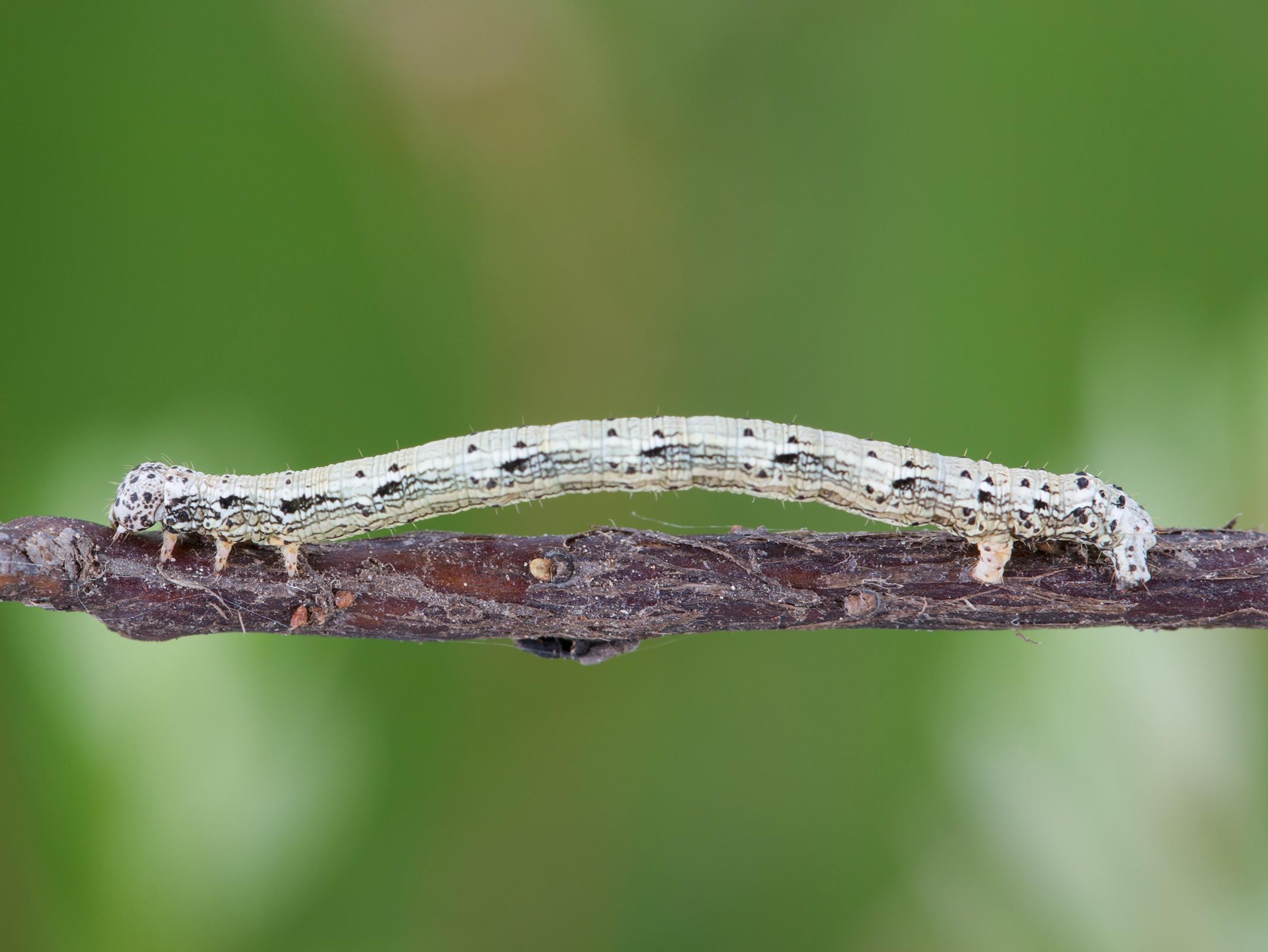 Arpenteuse pruche (Lambdina fiscellaria fiscellaria)_5