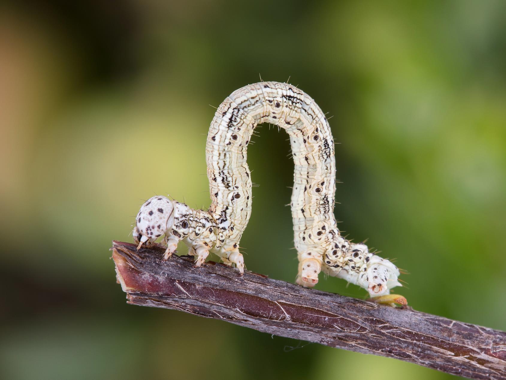 Arpenteuse pruche (Lambdina fiscellaria fiscellaria)_6