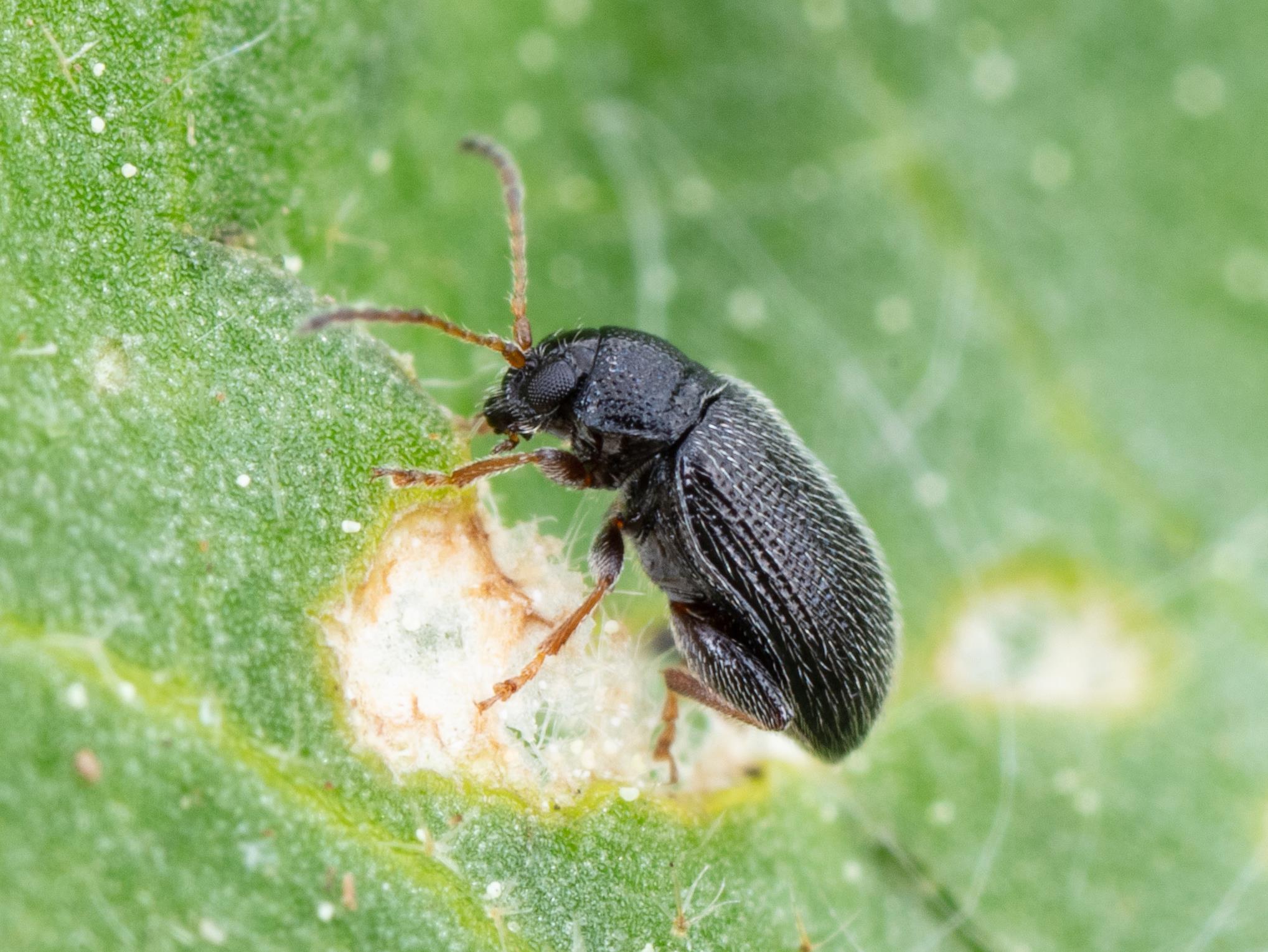 Altise pomme de terre (Epitrix cucumeris)_1