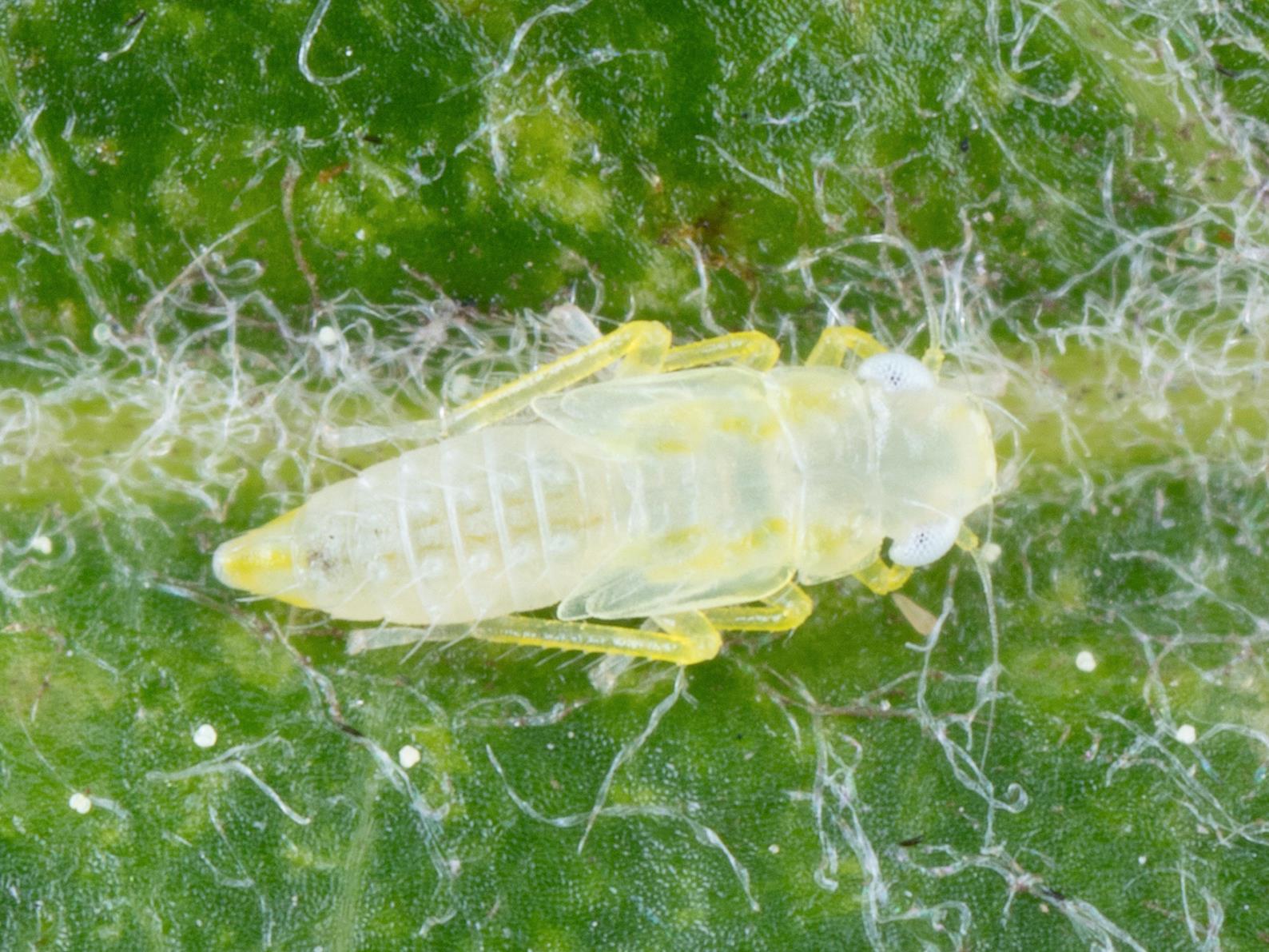 Cicadelle blanche du pommier (Typhlocyba pomaria)_6