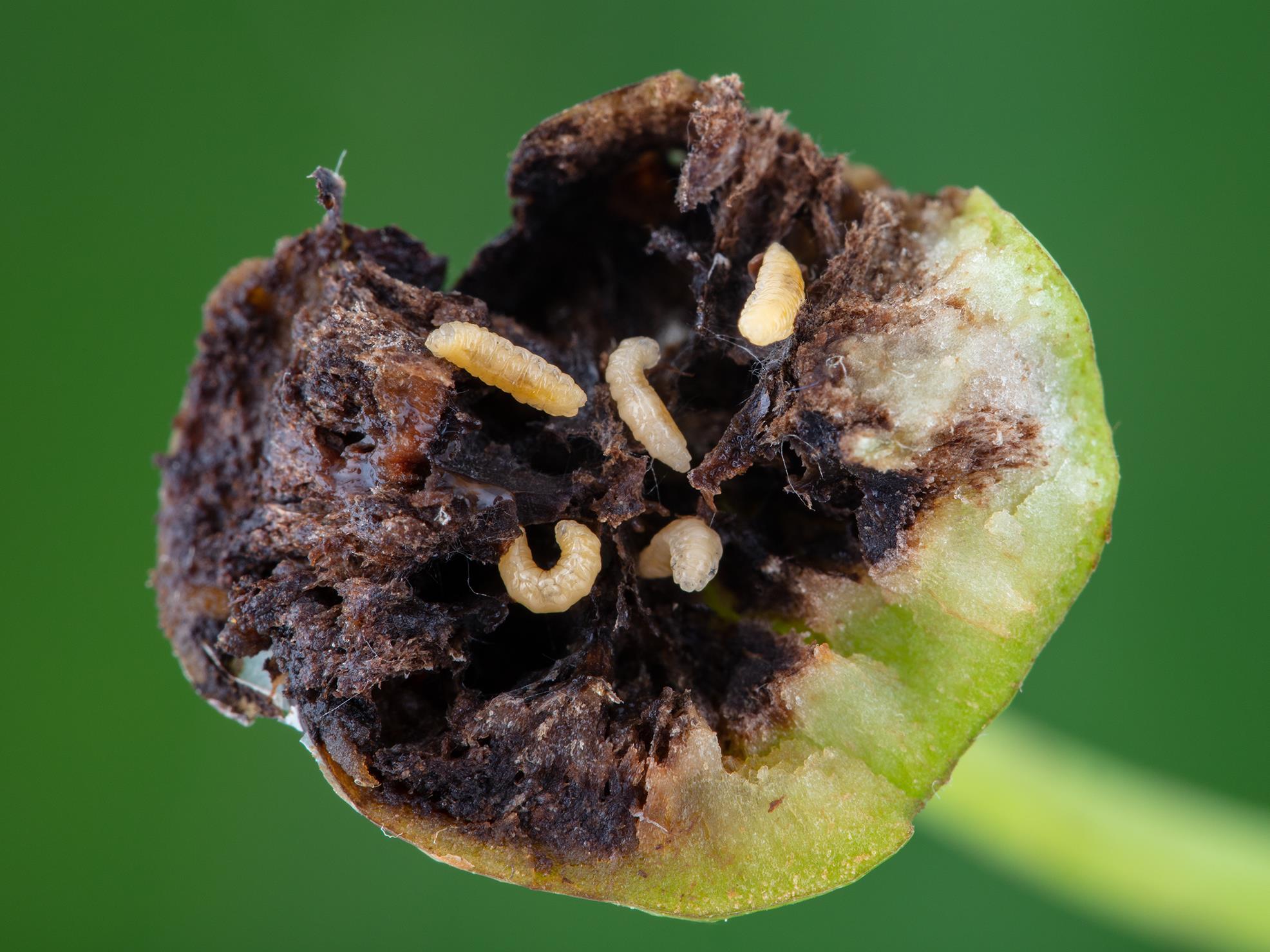 Cécidomyie des poires (Contarinia pyrivora)_1