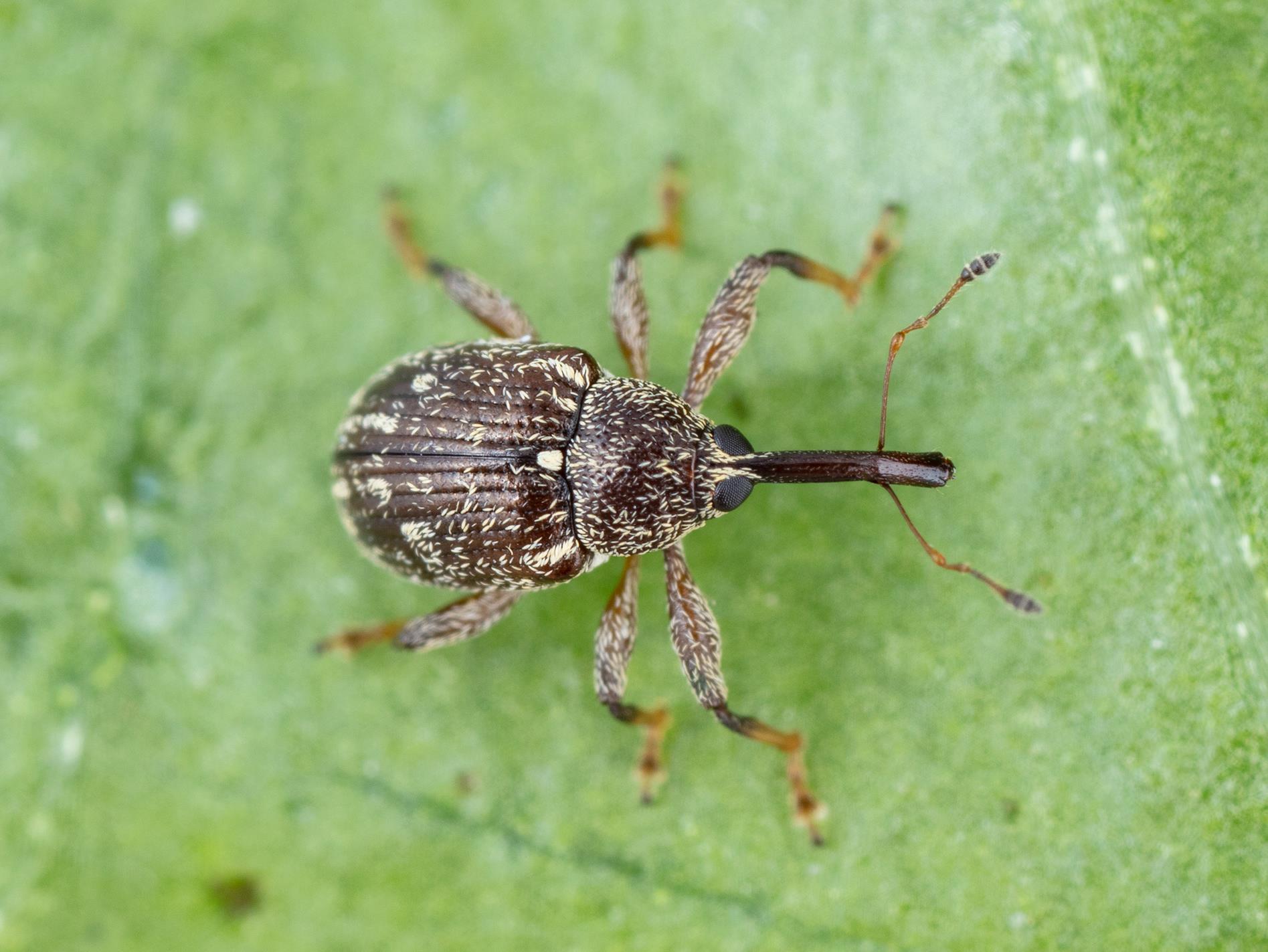 Charançon du poivron (Anthonomus eugenii)_1