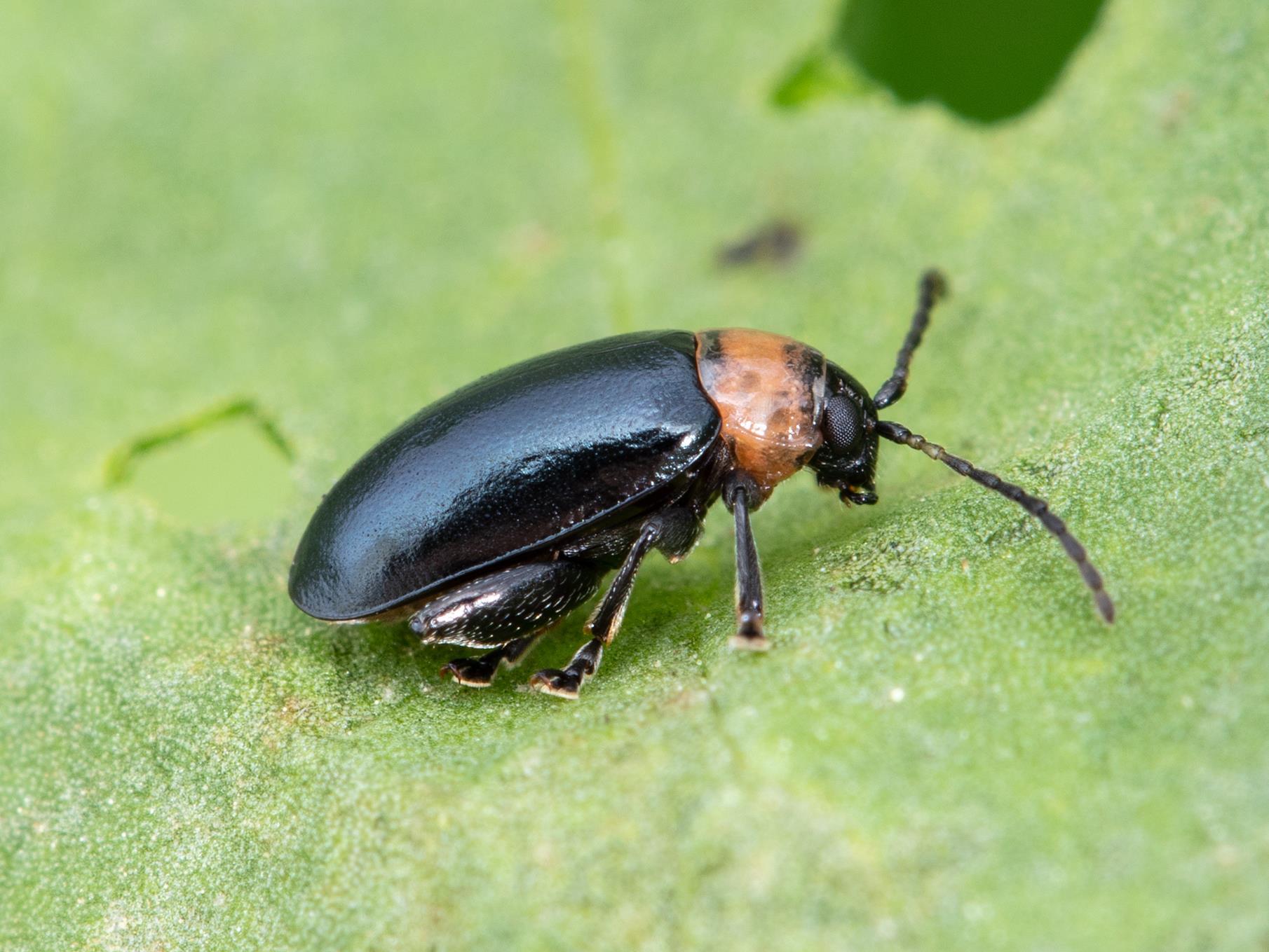 Altise épinard (Disonycha xanthomelas)_2