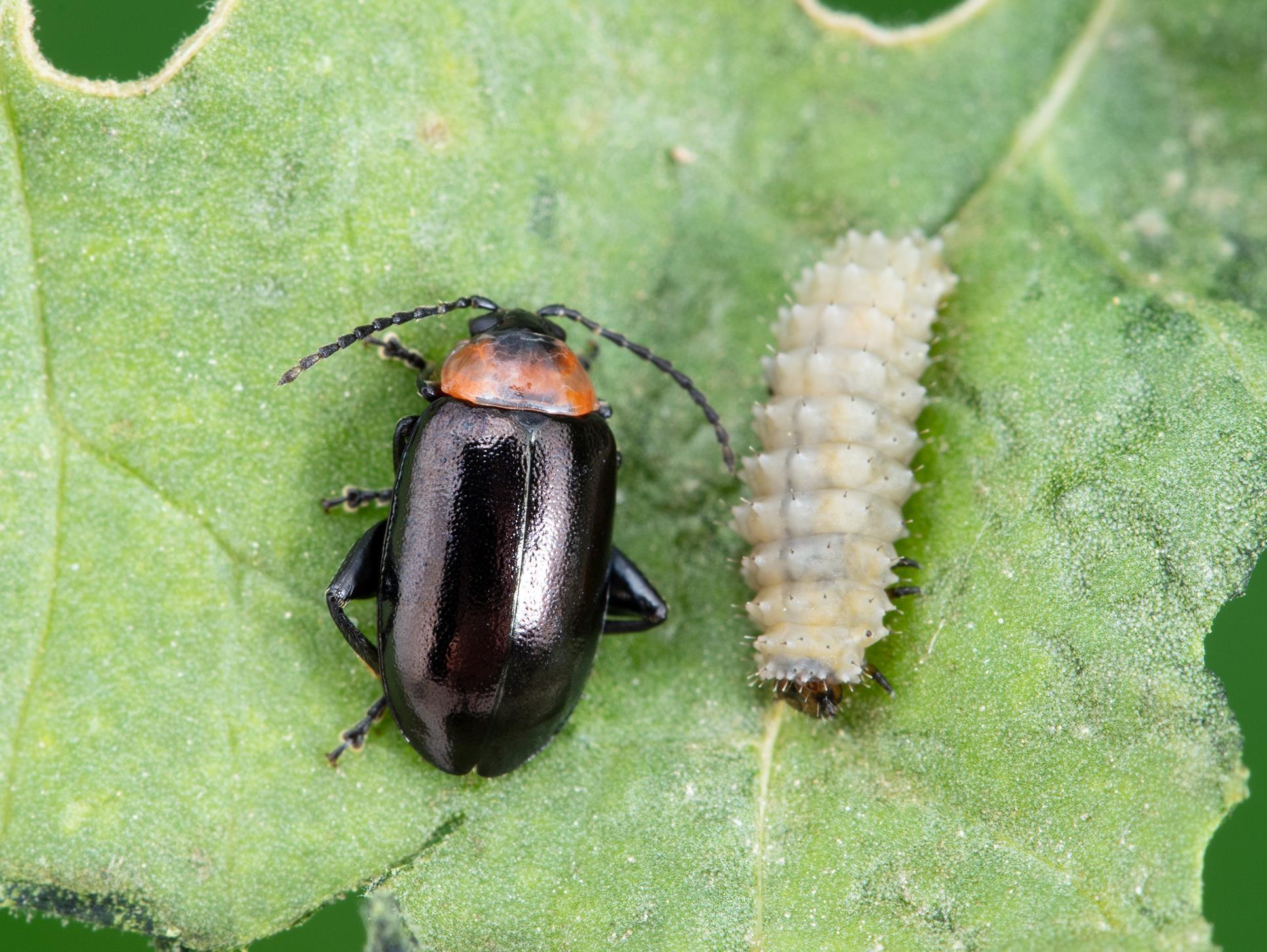 Altise épinard (Disonycha xanthomelas)_4