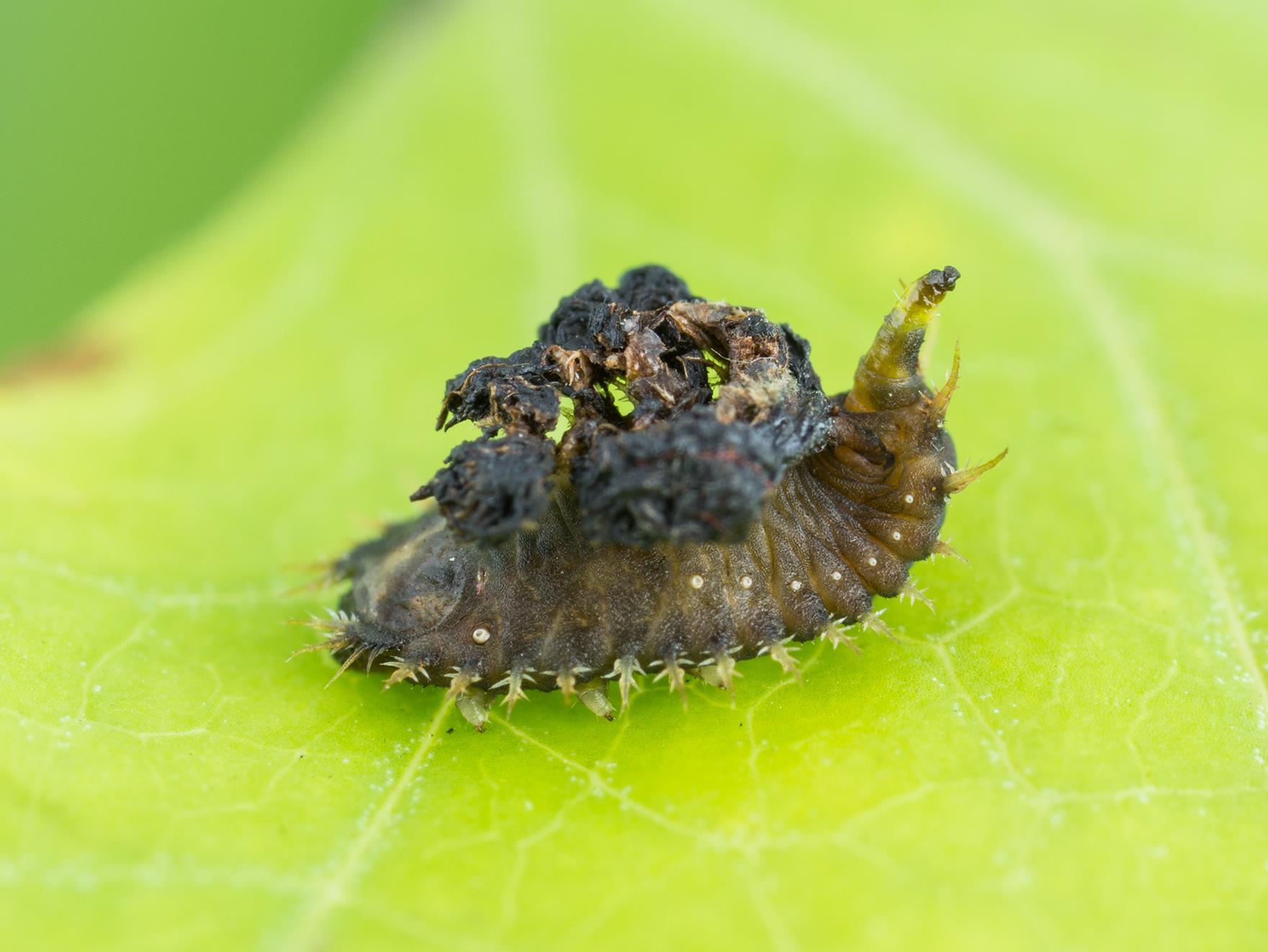 Casside dorée (Charidotella sexpunctata bicolor)_1