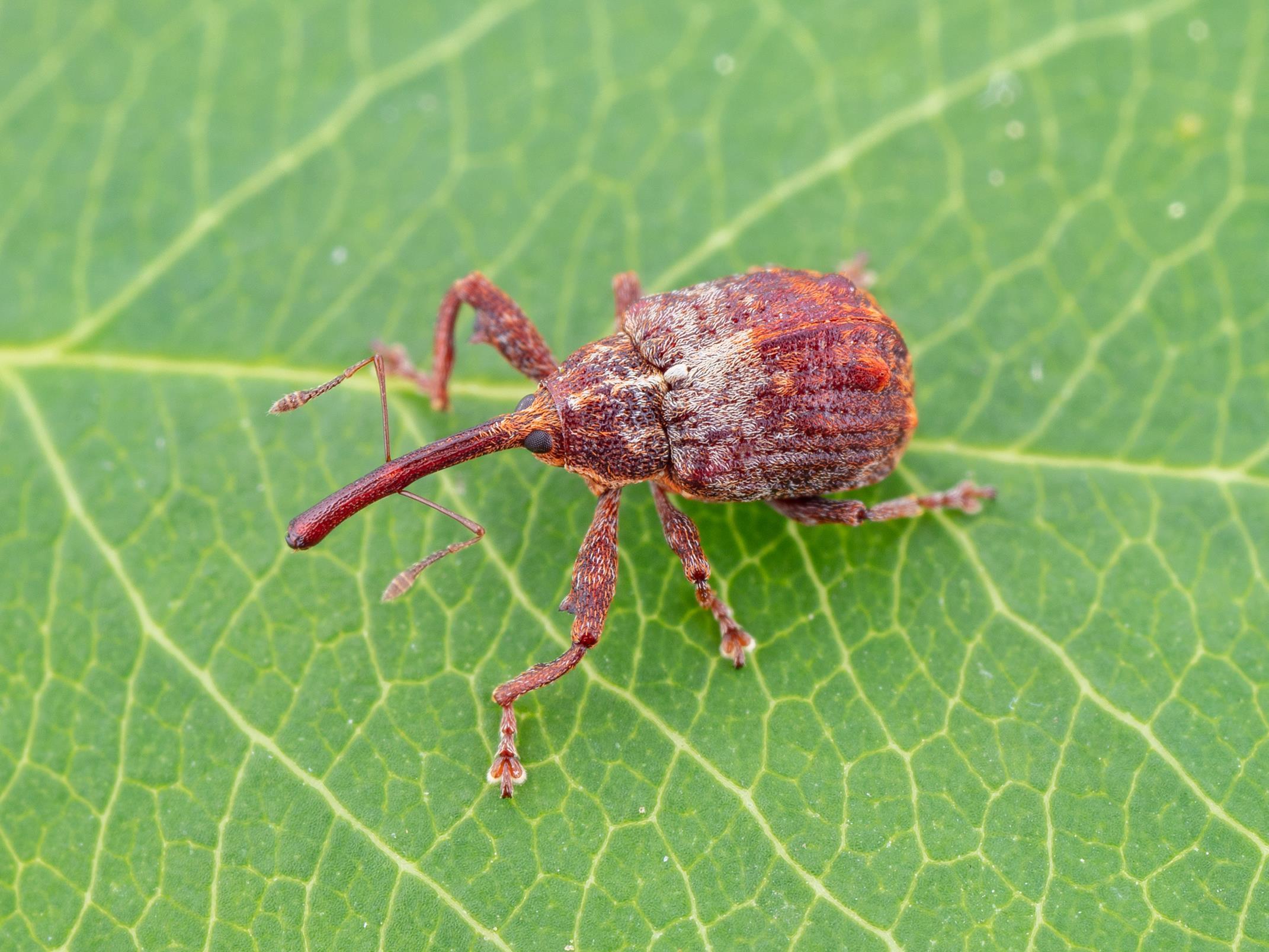 Charançon de la pomme (Anthonomus quadrigibbus)_6