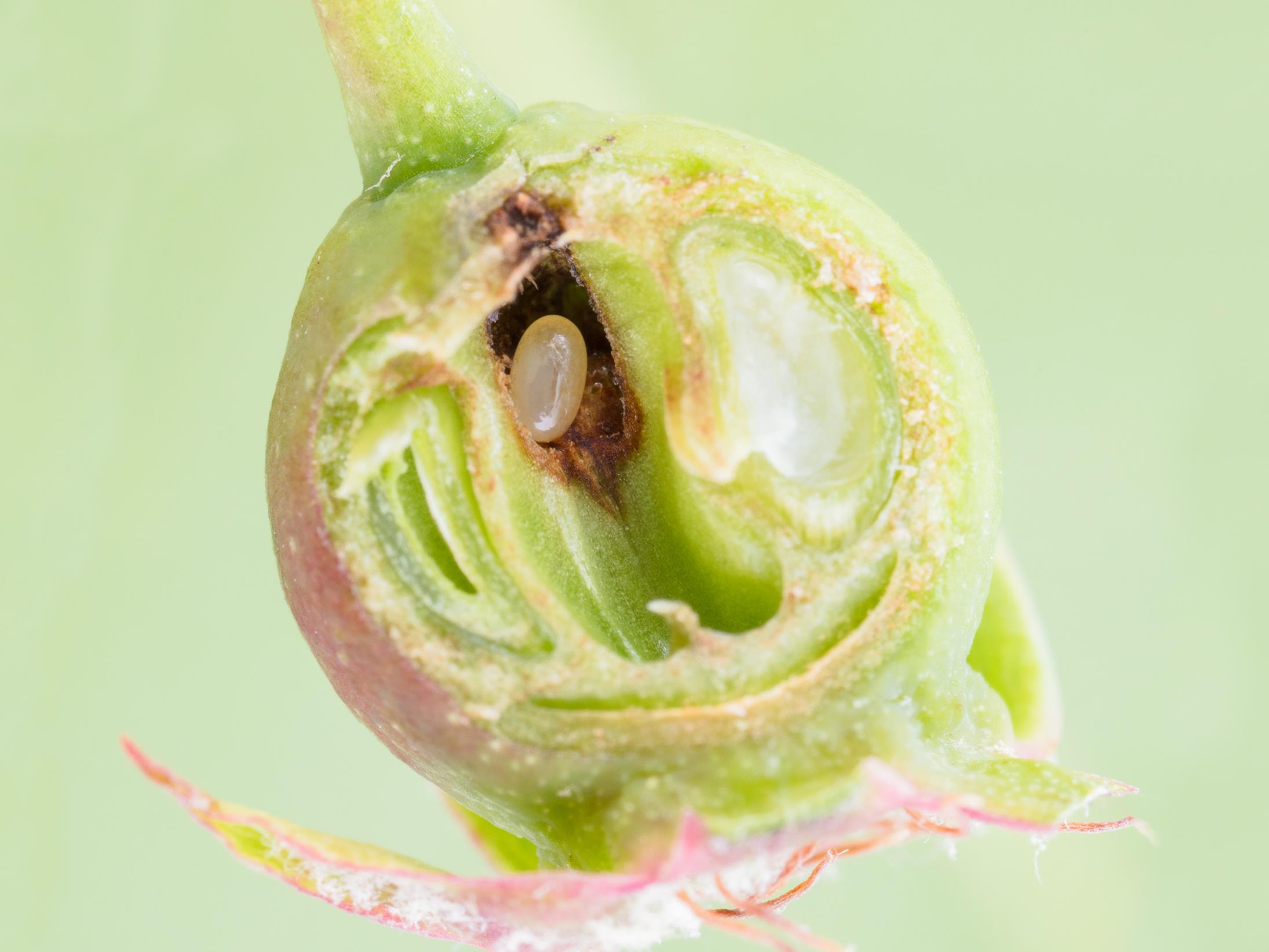 Charançon de la pomme (Anthonomus quadrigibbus)_10