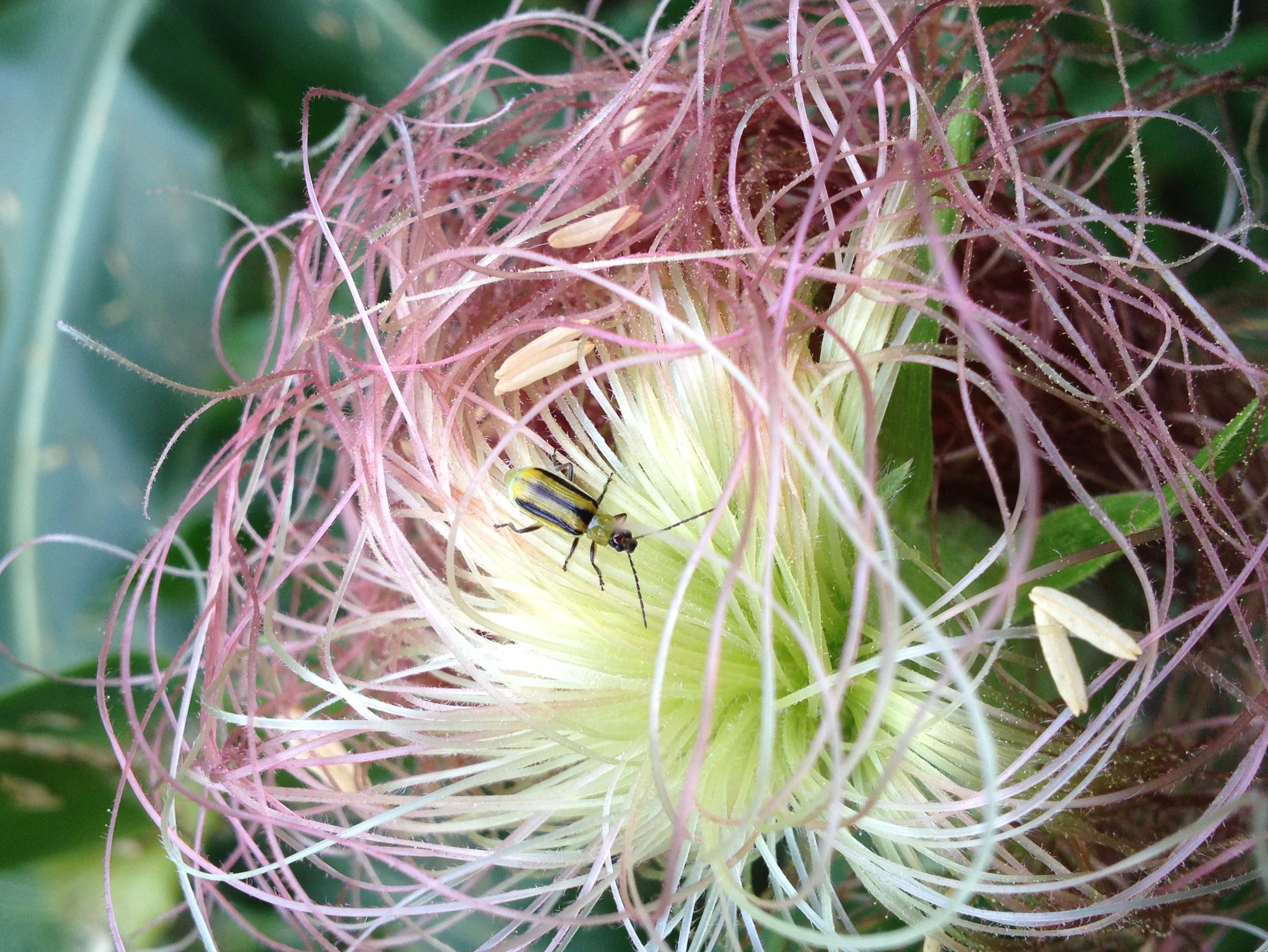 Chrysomèle des racines du mais de l'ouest (Diabrotica virgifera virgifera)_10