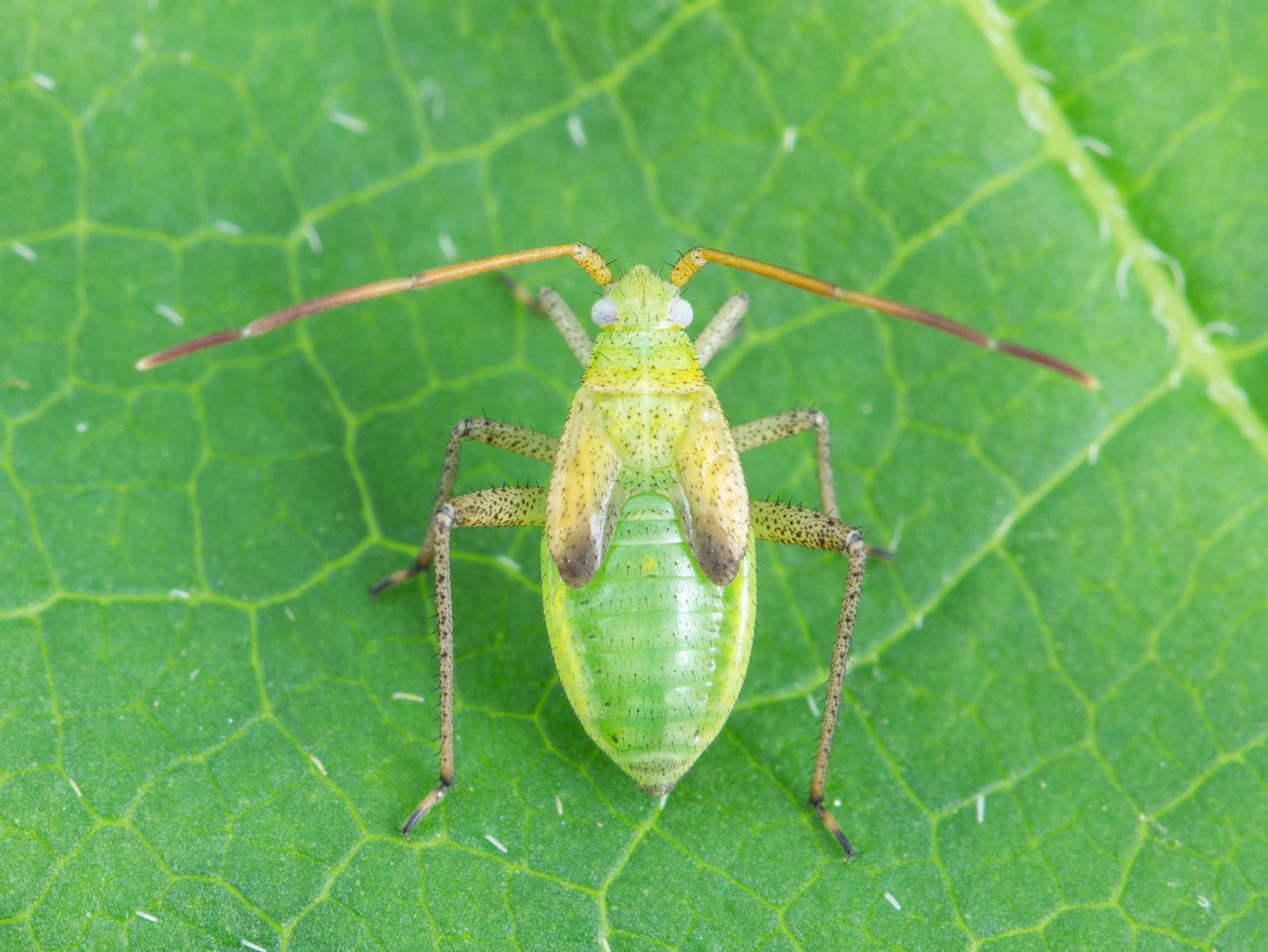 Capside de la luzerne (Adelphocoris lineolatus)_1