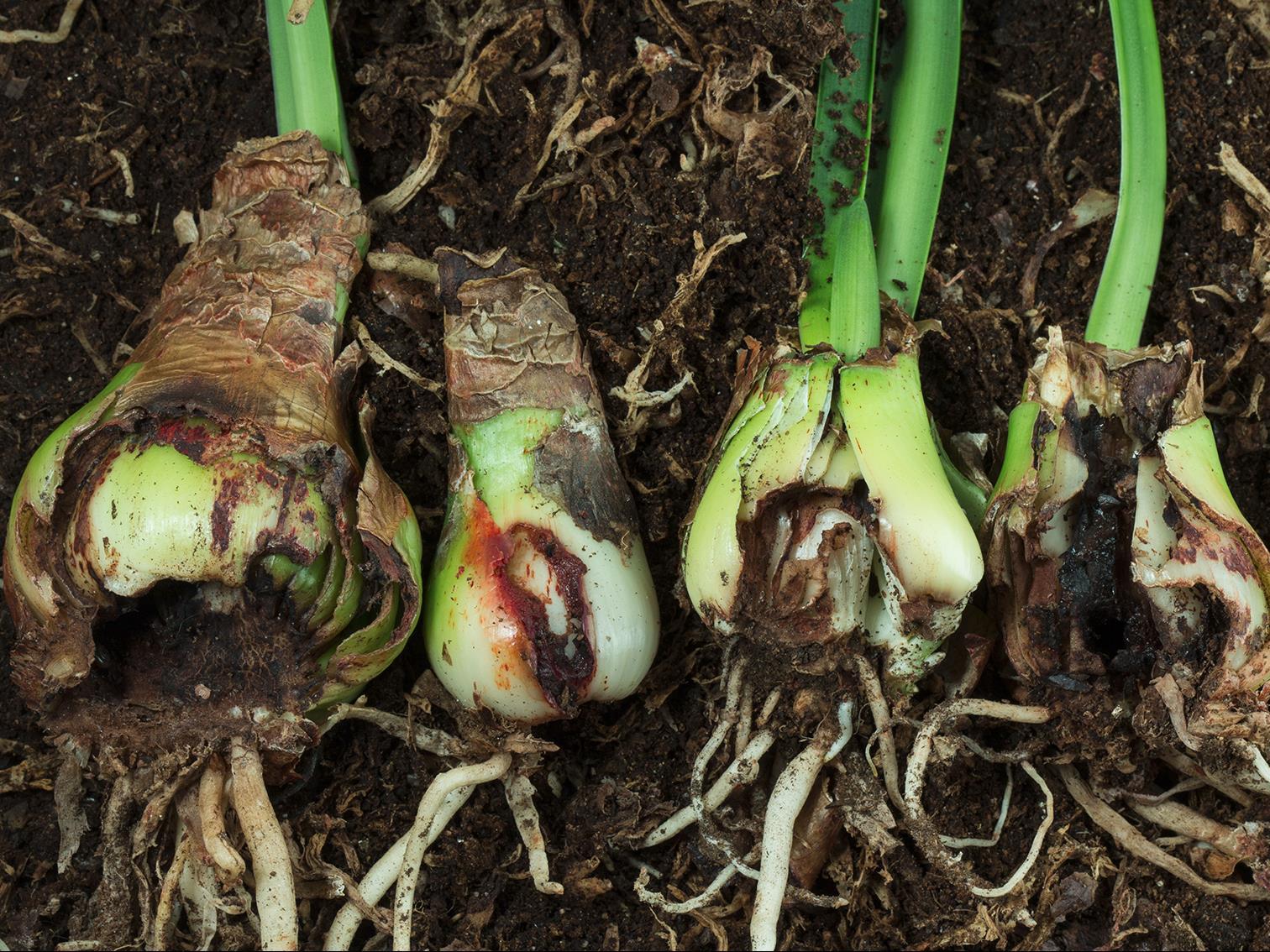 Amaryllis - Mouche des narcisses (Merodon equestris)_1