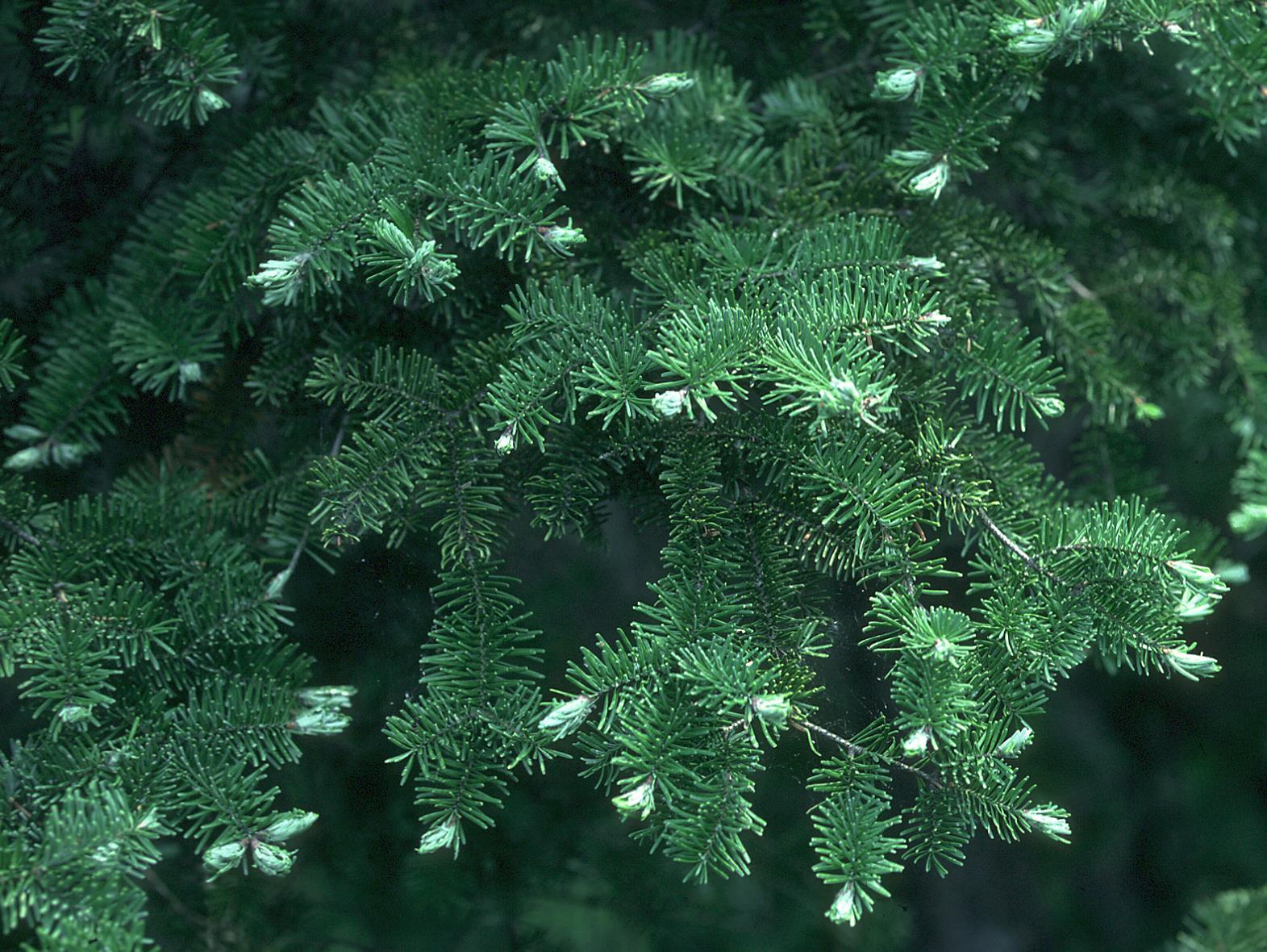 Arbres de Noël (sapins) - Puceron des pousses du sapin (Mindarus abietinus)_1