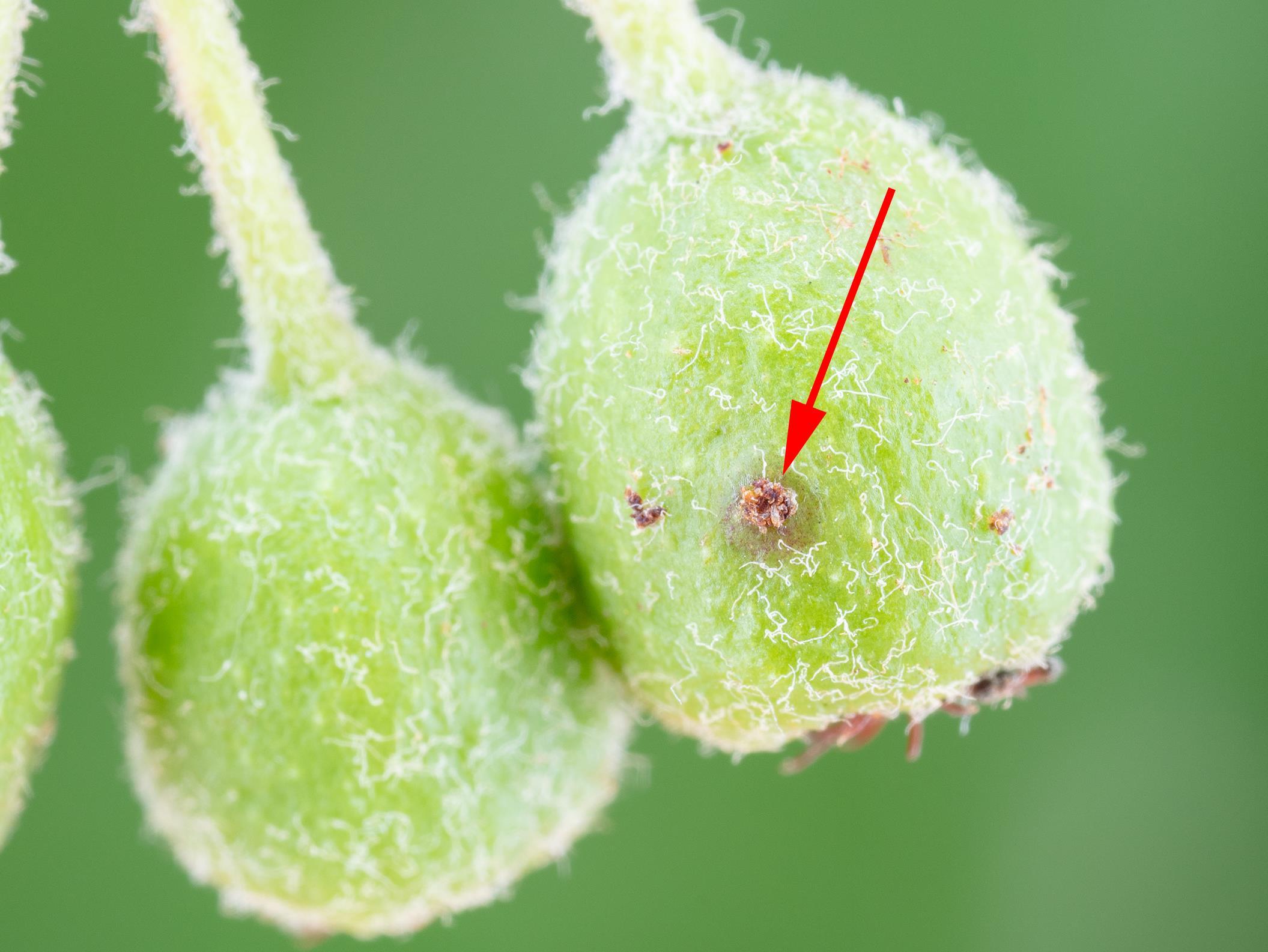 Aronie à fruits noirs - Charançon de la pomme (Anthonomus quadrigibbus)_2