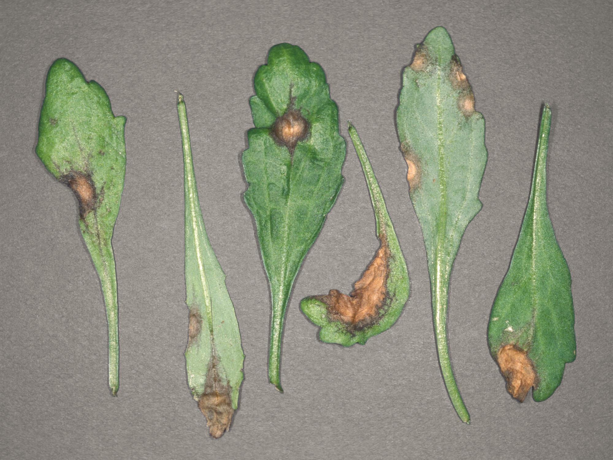 Chrysanthèmes - Virus de la tache nécrotique de l'impatiente (INSV)