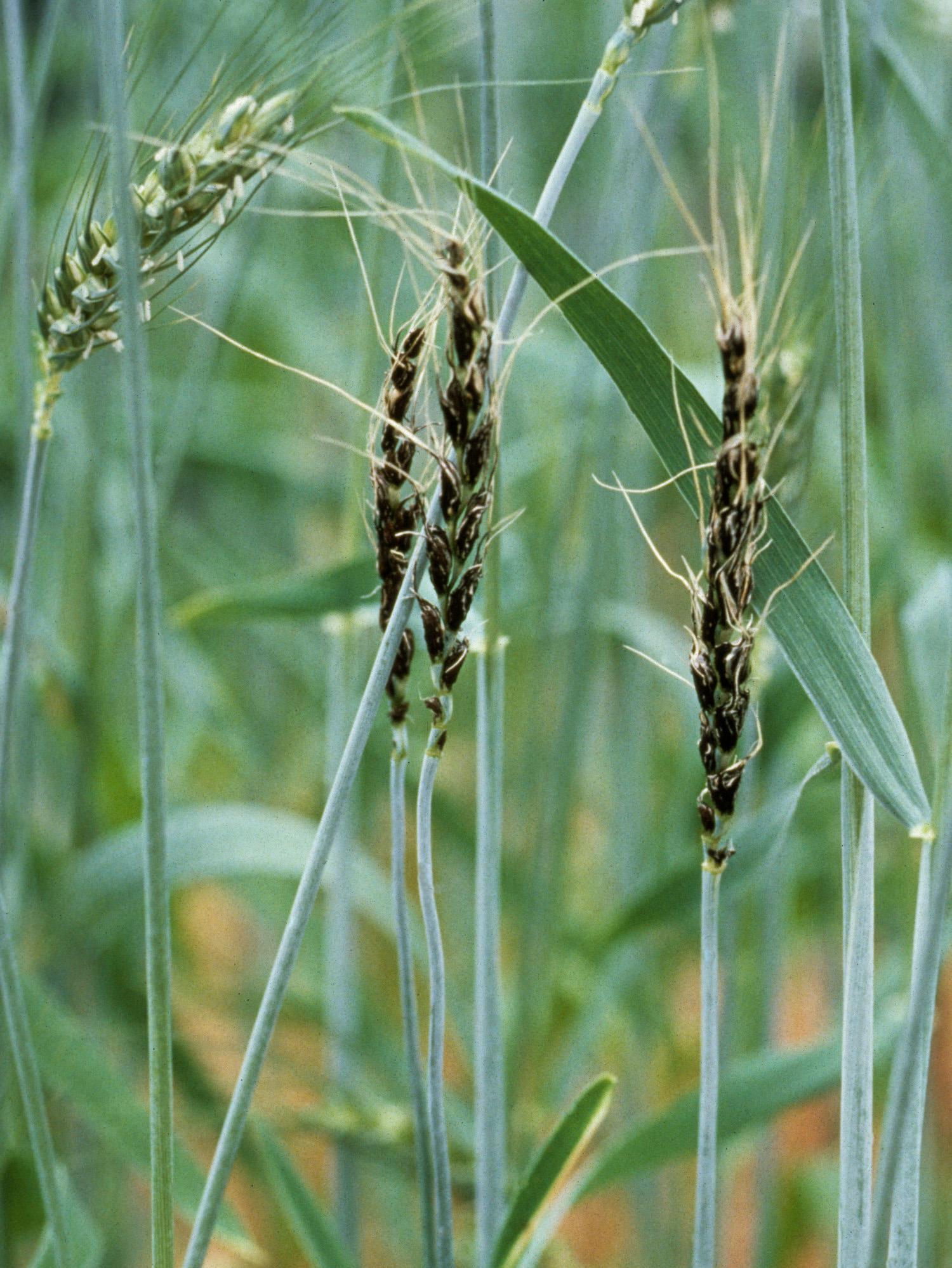 Blé - Charbon nu (Ustilago tritici)_2