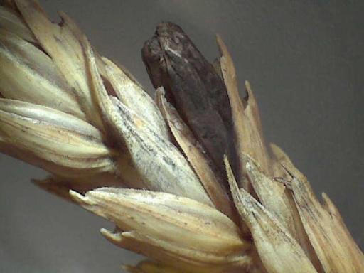 Blé - Ergot (Claviceps purpurea)_1