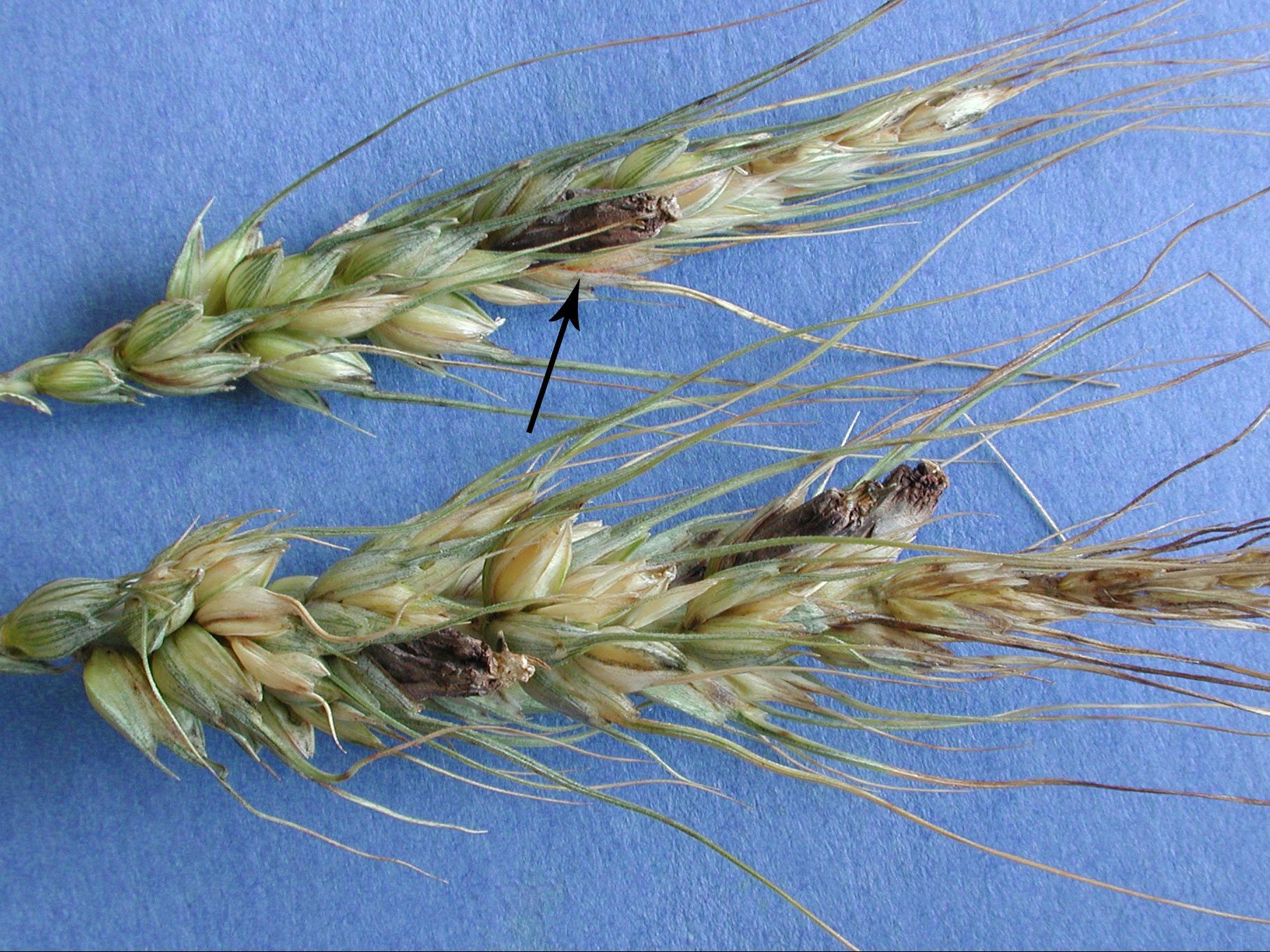 Blé - Ergot (Claviceps purpurea)_4