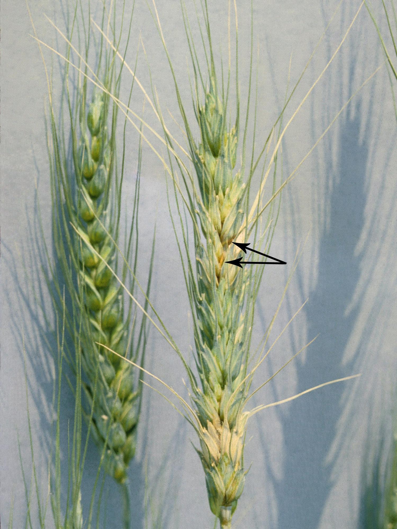 Blé - Fusariose de l'épi (Fusarium graminearum)_6