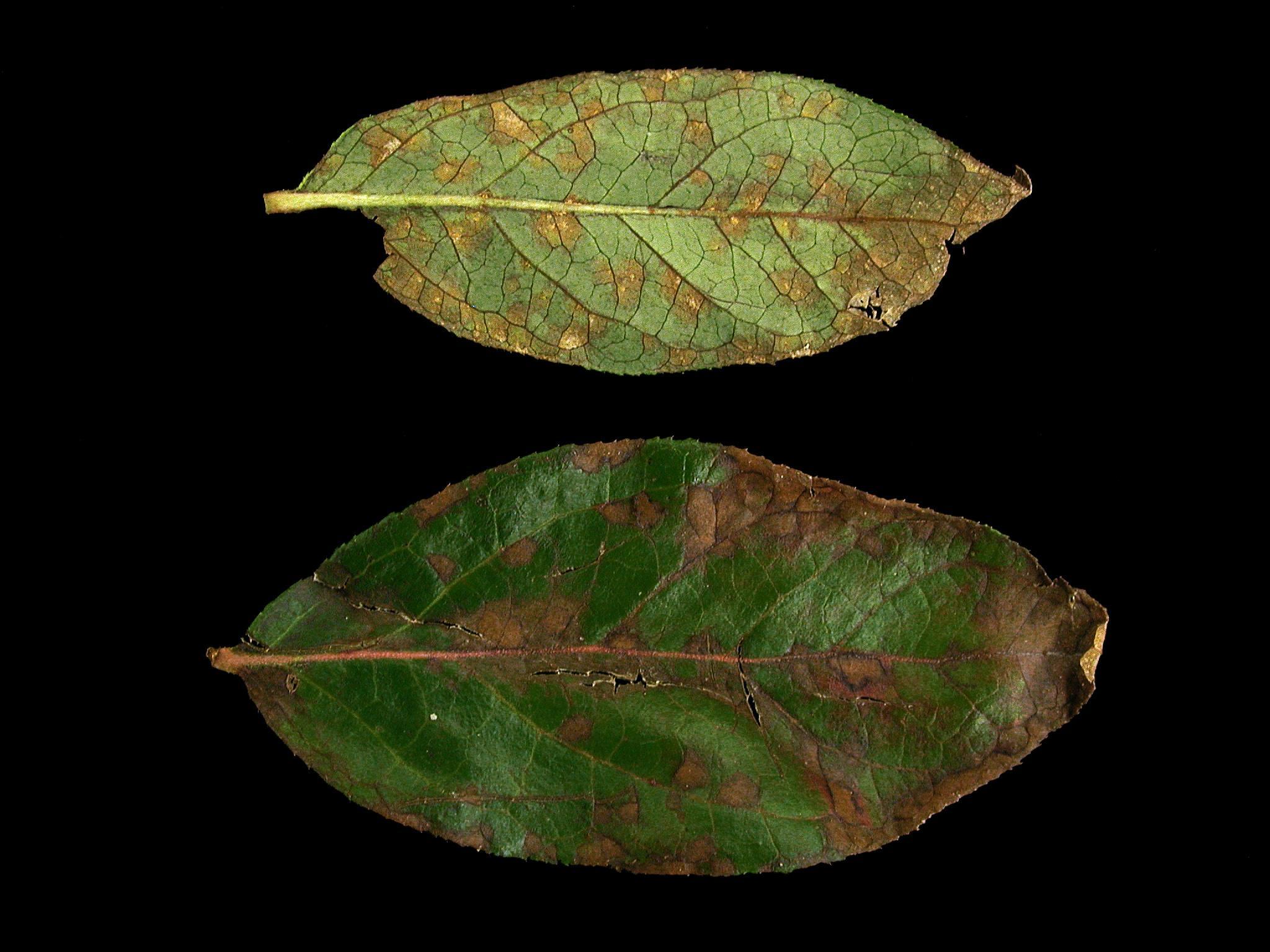 Bleuet en corymbe - Anthracnose (Colletotrichum sp.)