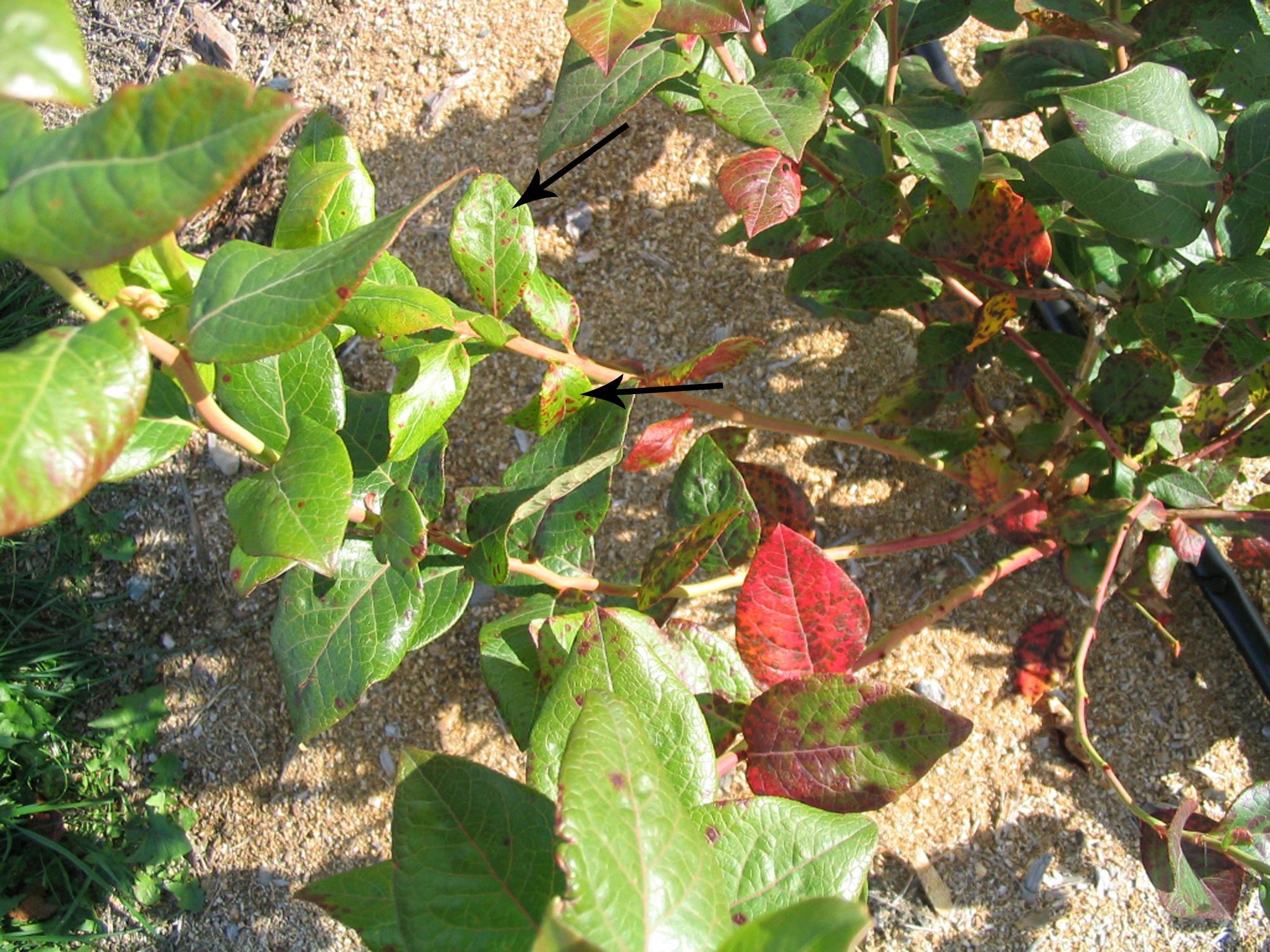 Bleuet en corymbe - Rouille de la pruche (Naohidemyces vaccinii)