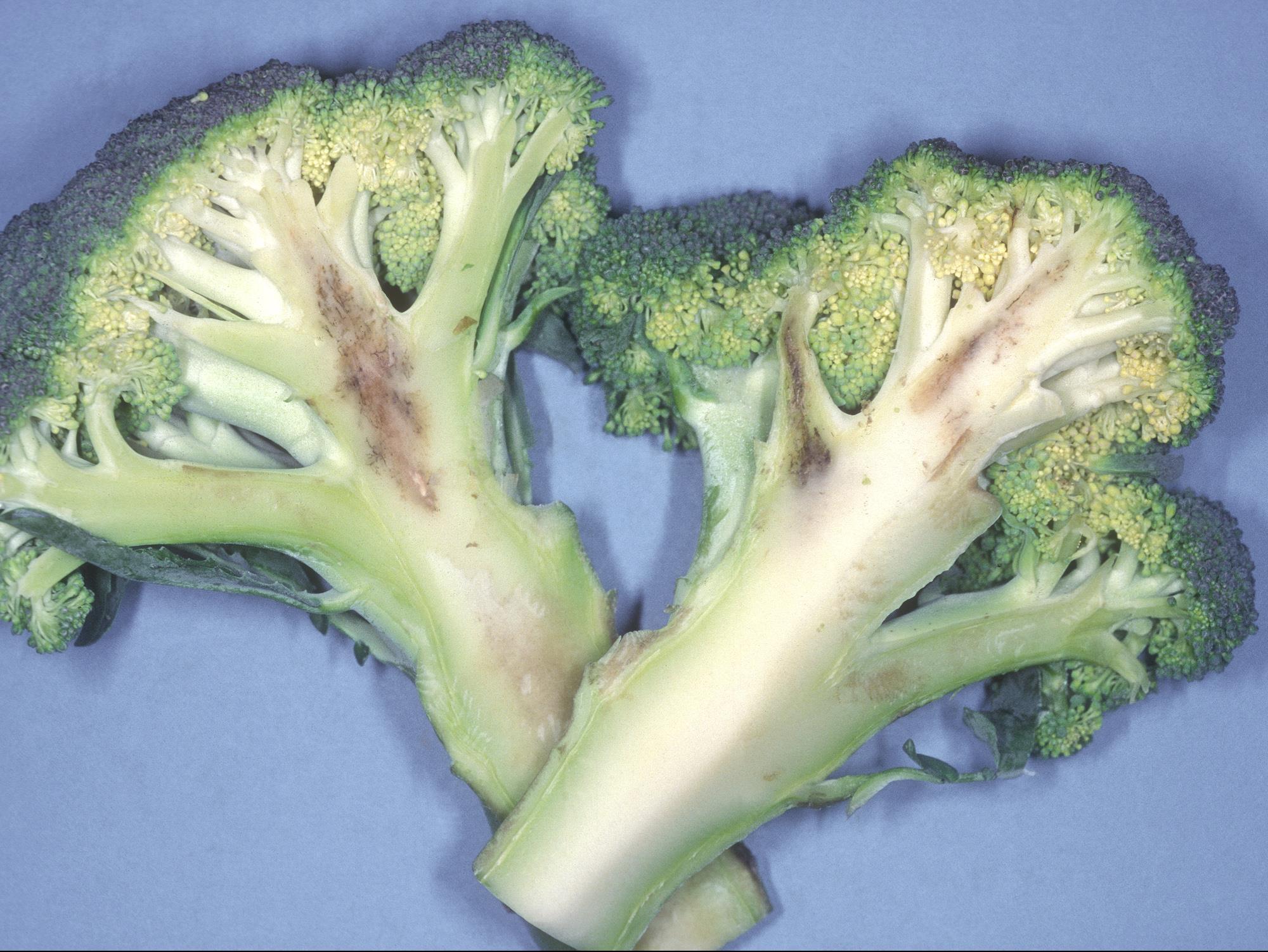 Brocoli - Mildiou (Peronospora parasitica)