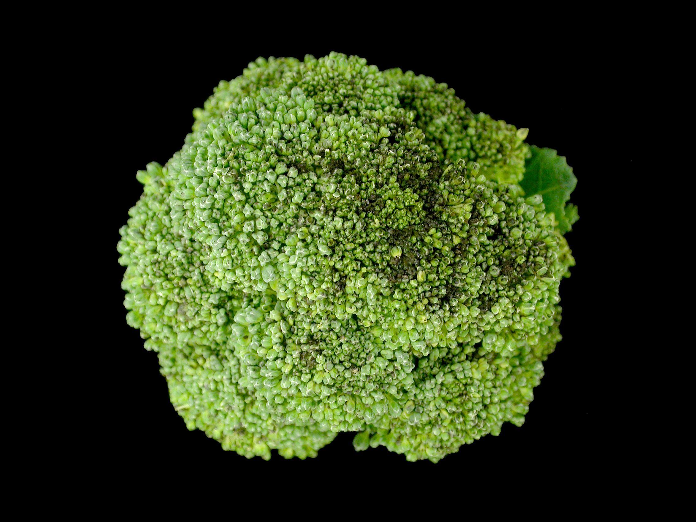 Brocoli - Tache noire alternarienne (Alternaria brassicicola)