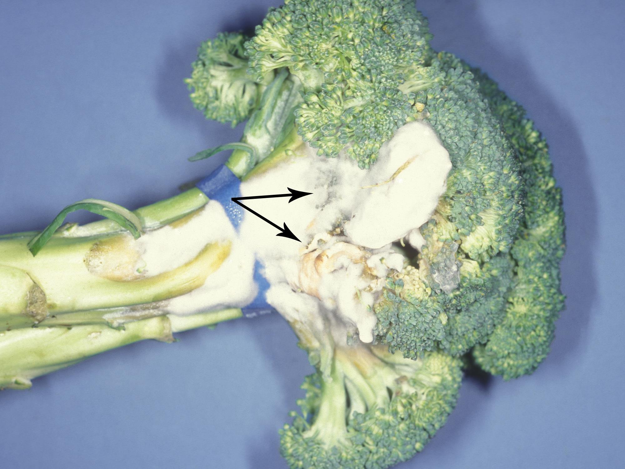  Brocoli - Pourriture sclérotique (Sclerotinia sclerotiorum)