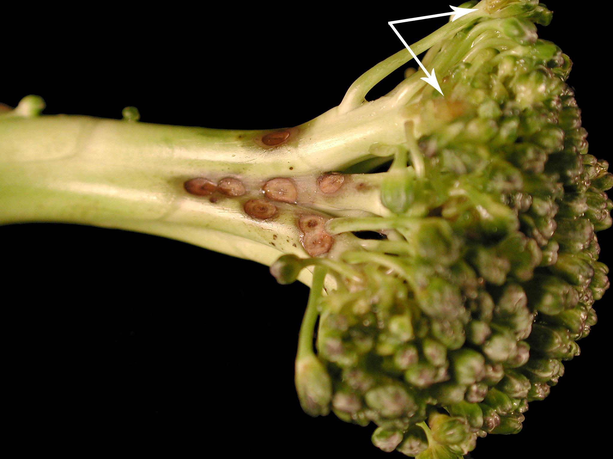 Brocoli - Tache noire alternarienne (Alternaria brassicicola)