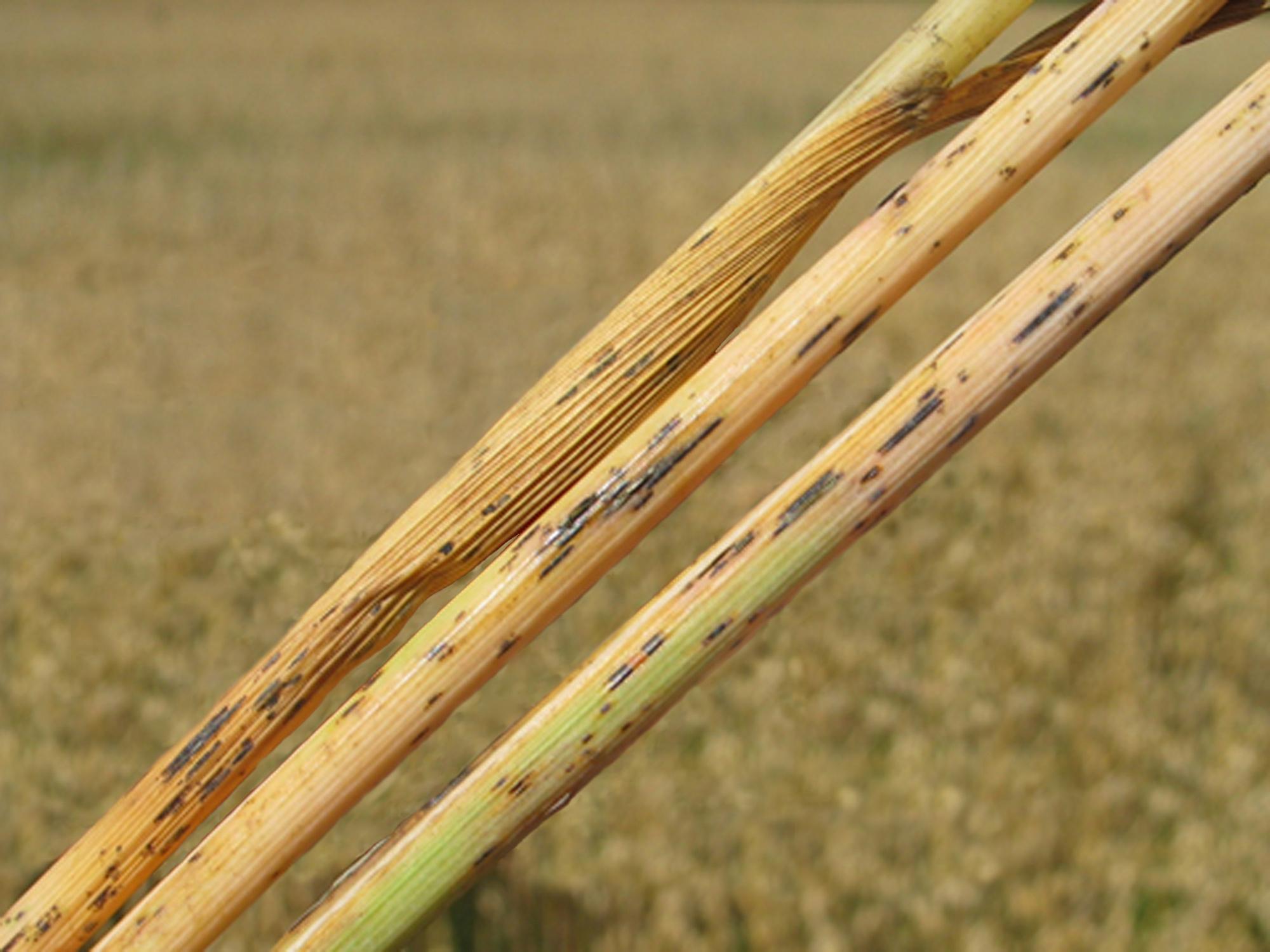 Avoine - Rouille noire (Puccinia graminis)